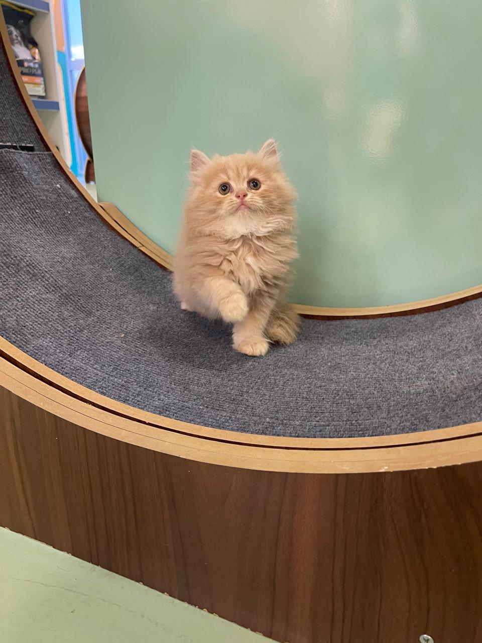 Persian Kitten