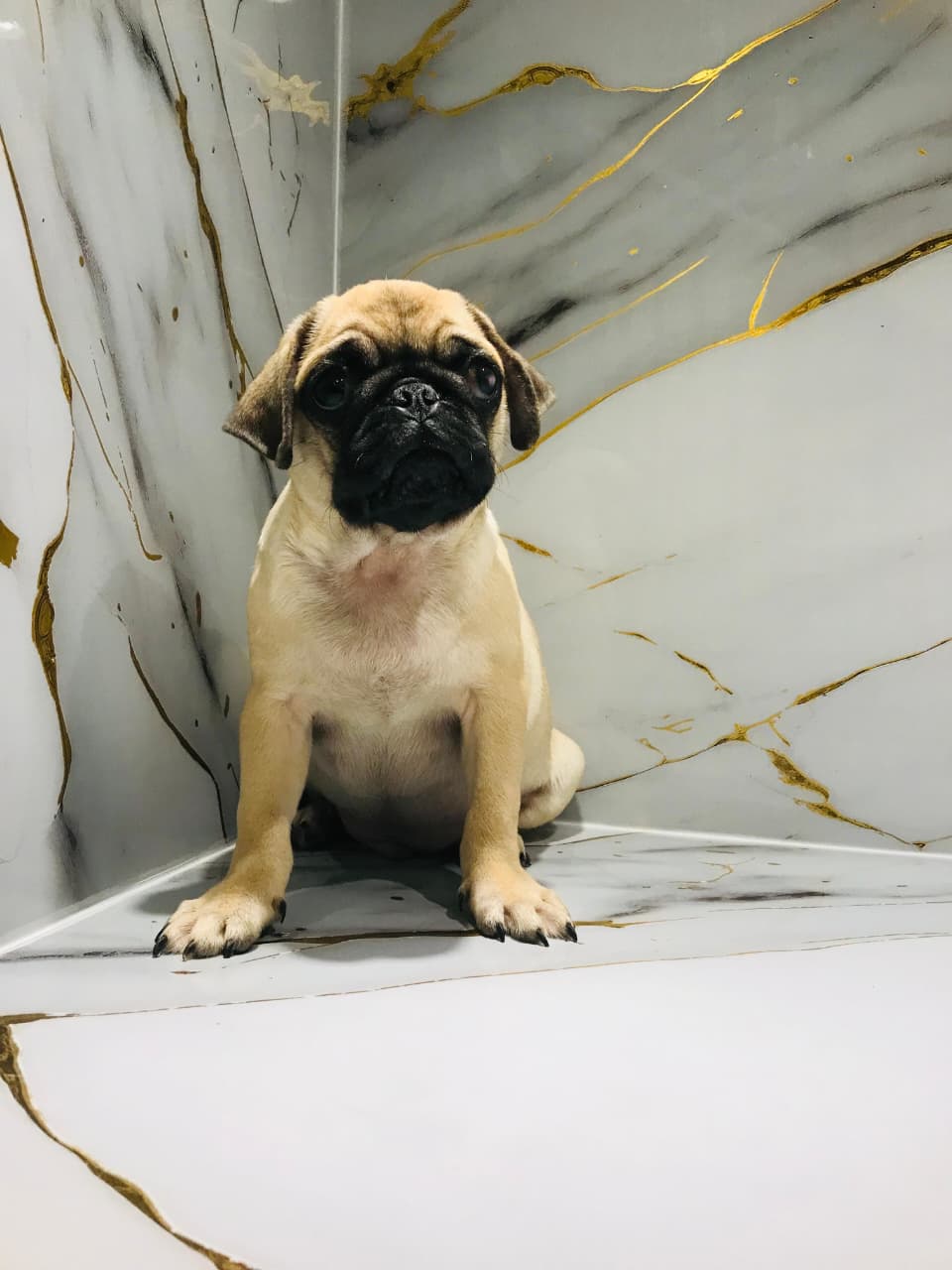 Pug Male
