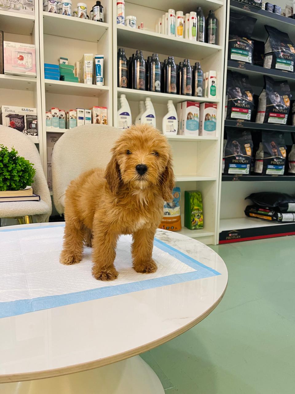 Golden Doodle Male Puppy