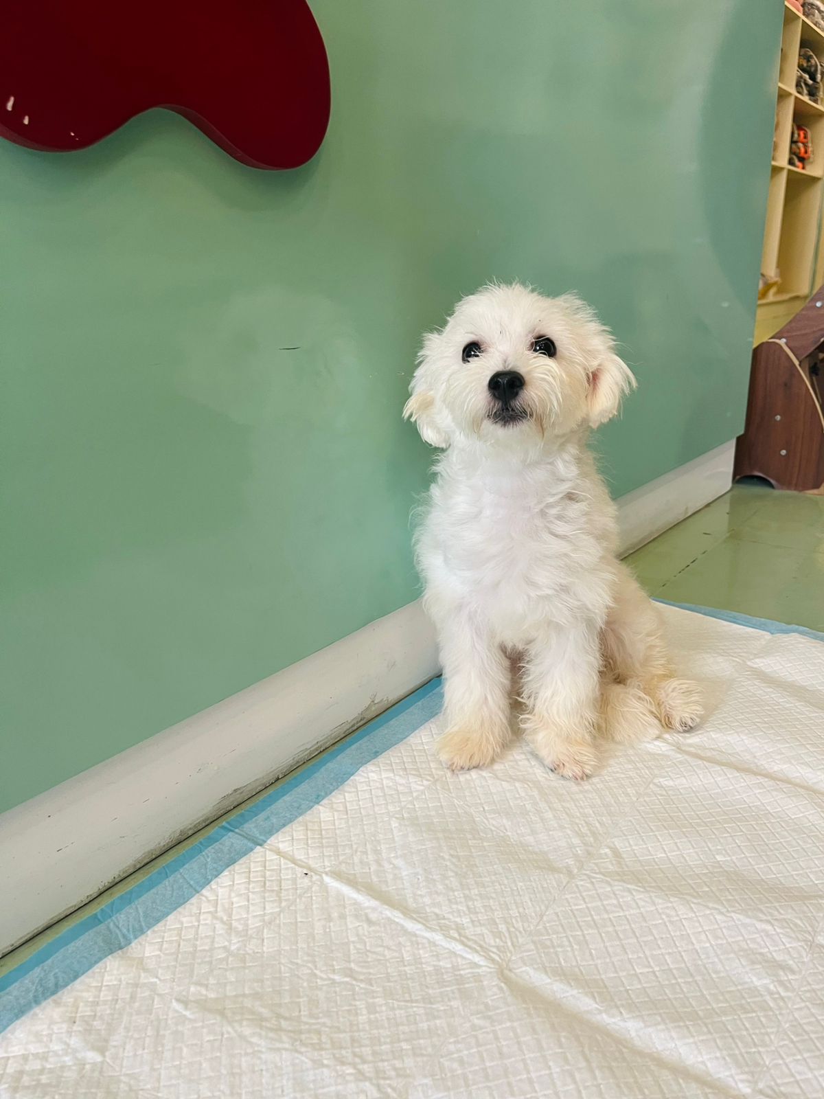 Maltese Male