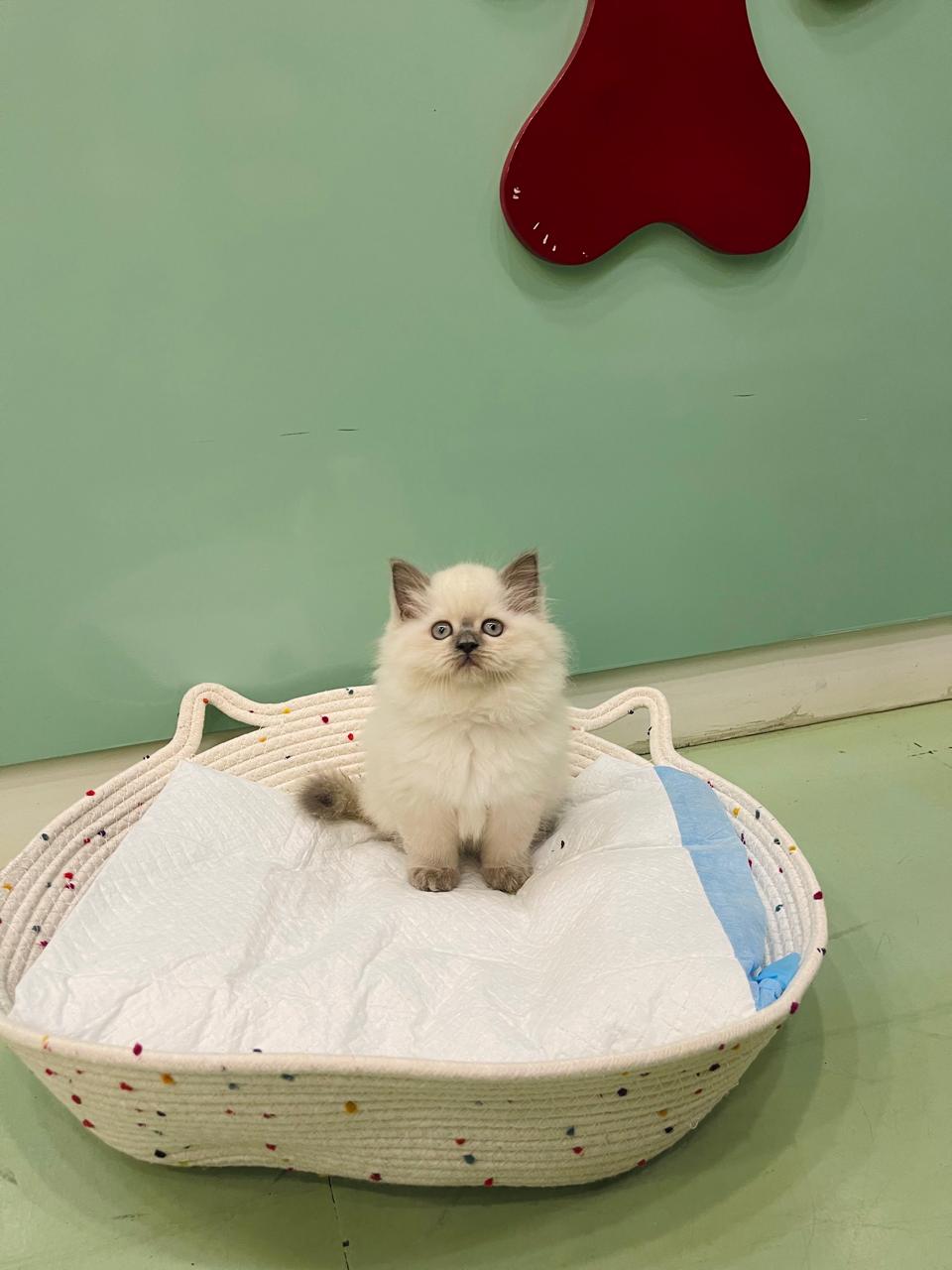 Himalayan Male Kitten