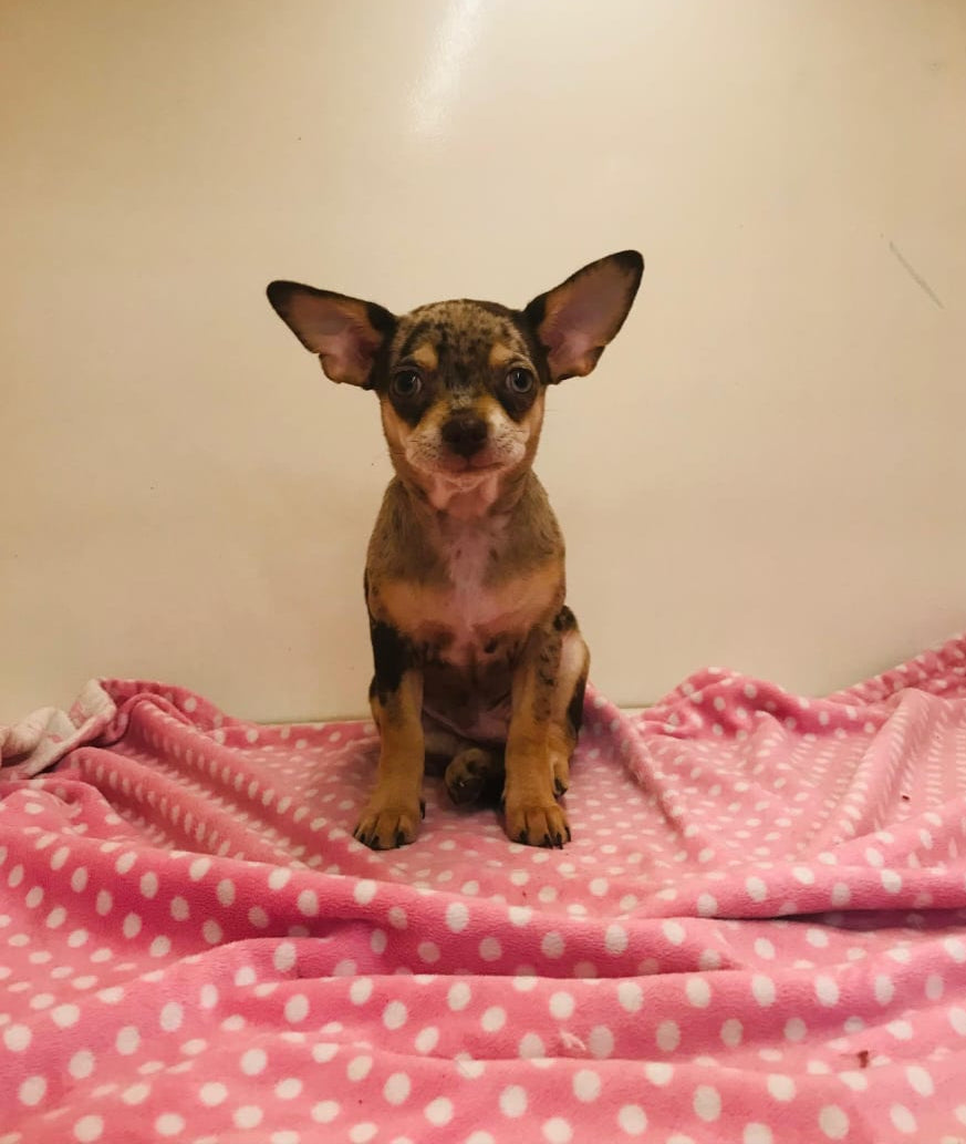 Merle Chihuahua Male