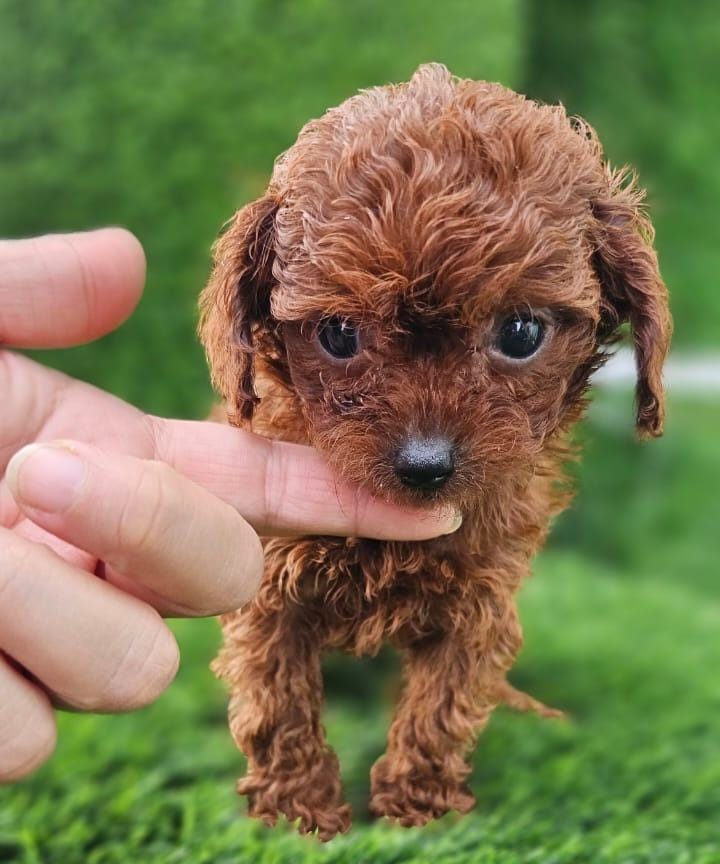 Teacup Poodle