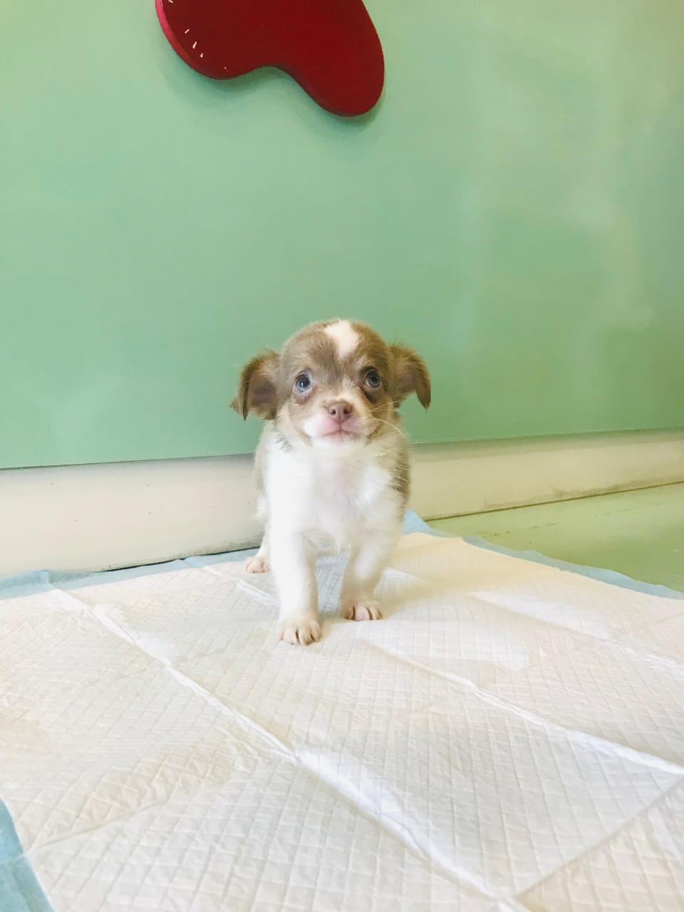 Chihuahua Male Puppy