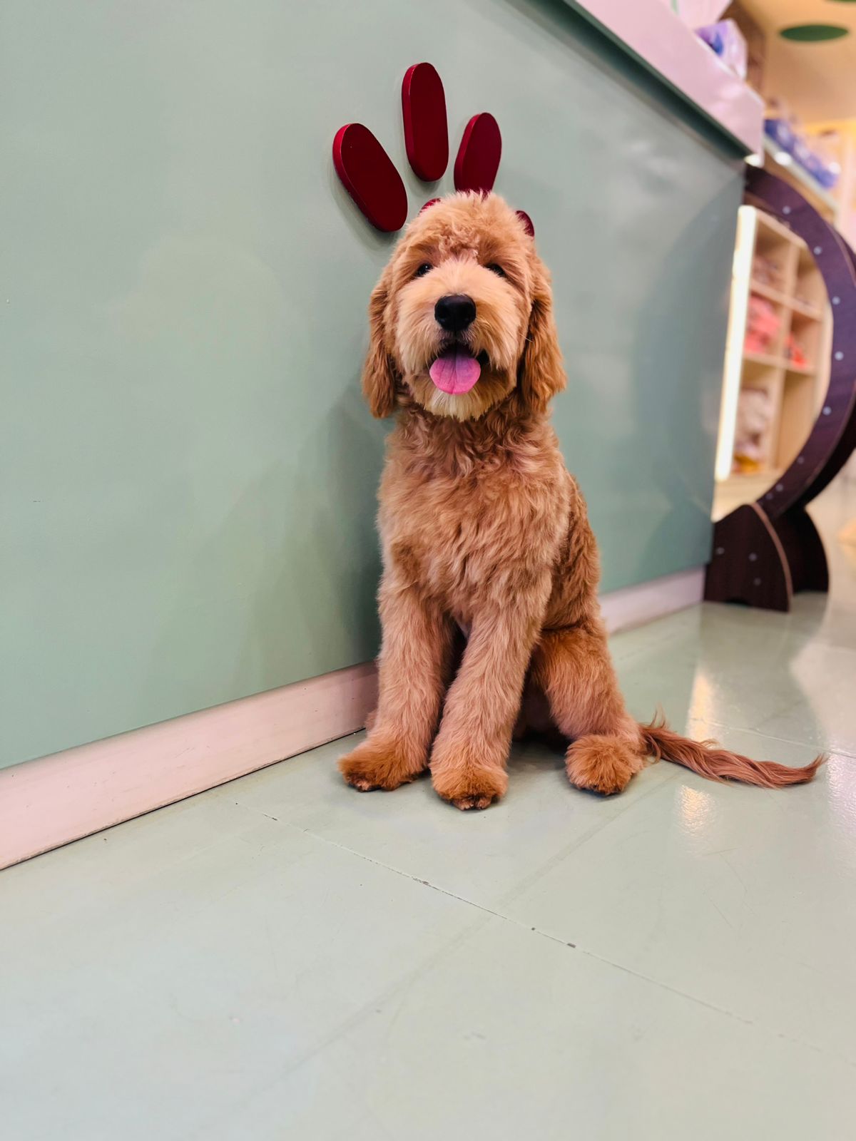 Male Golden Doodle