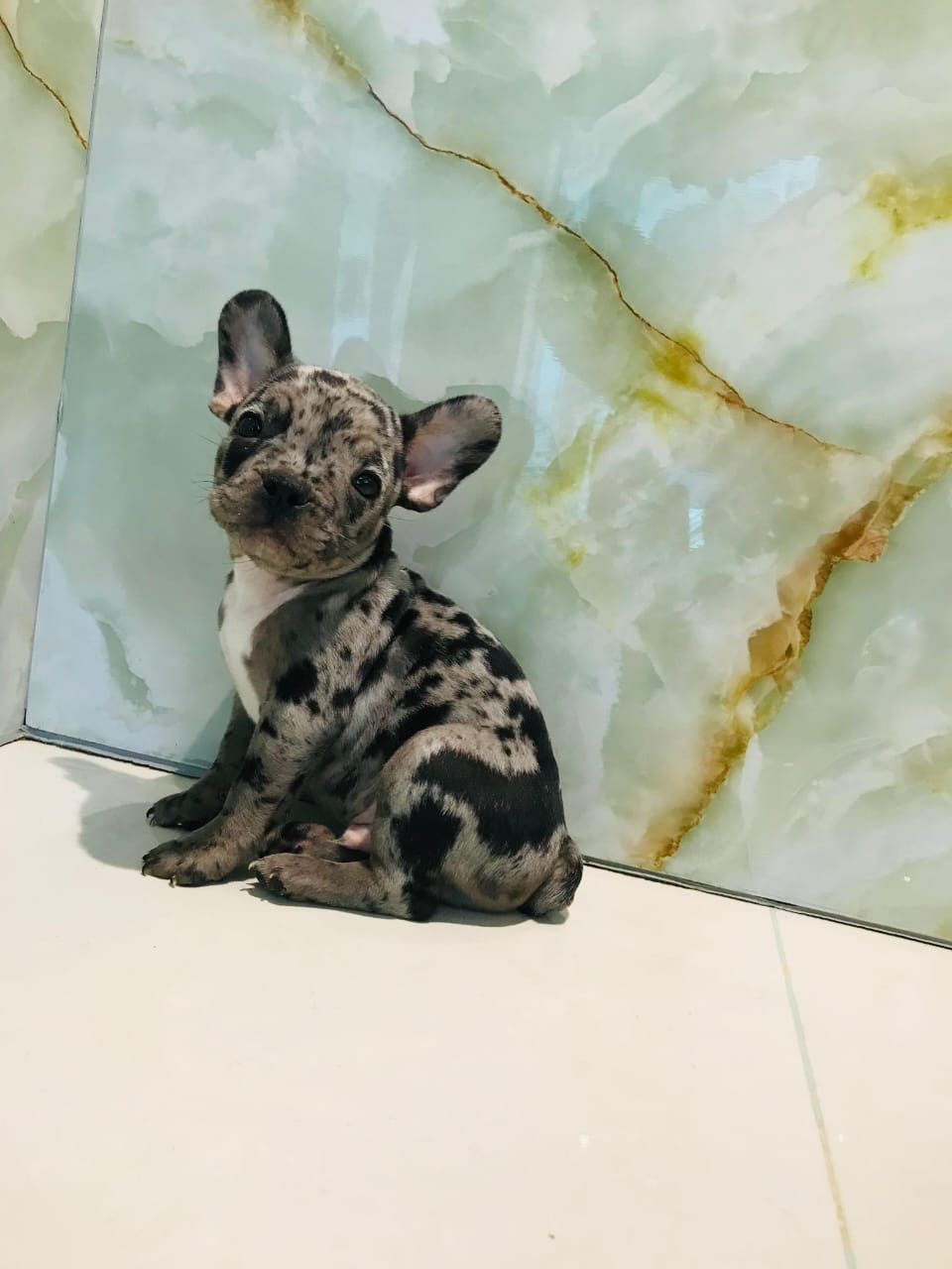 Merle French Bull Dog Male