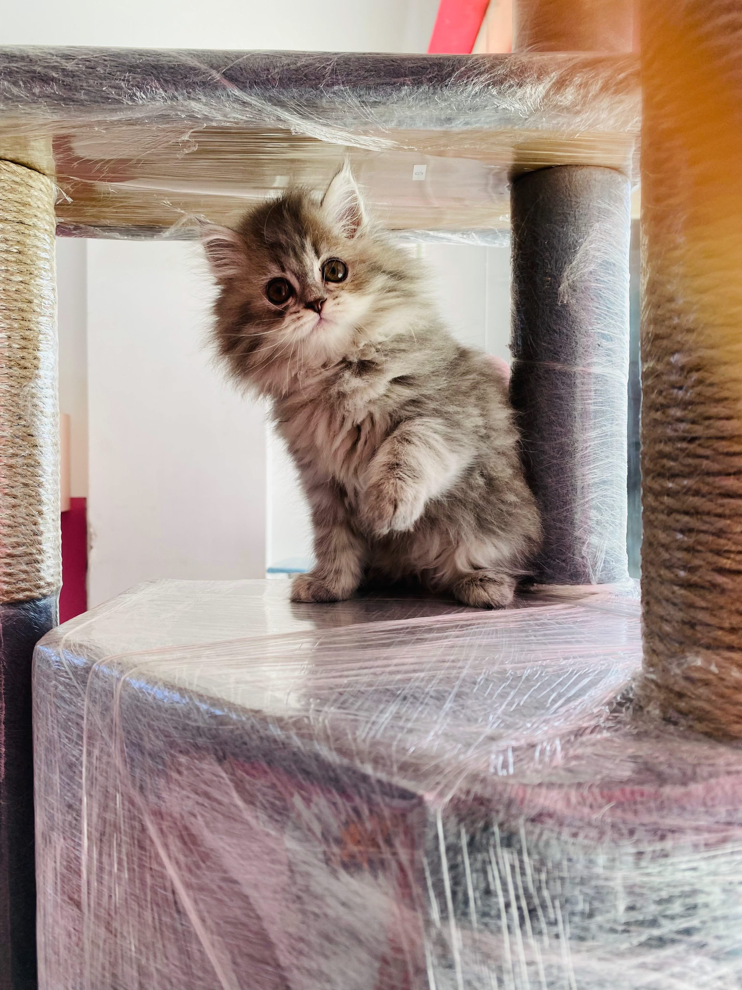 Siberian Kitten
