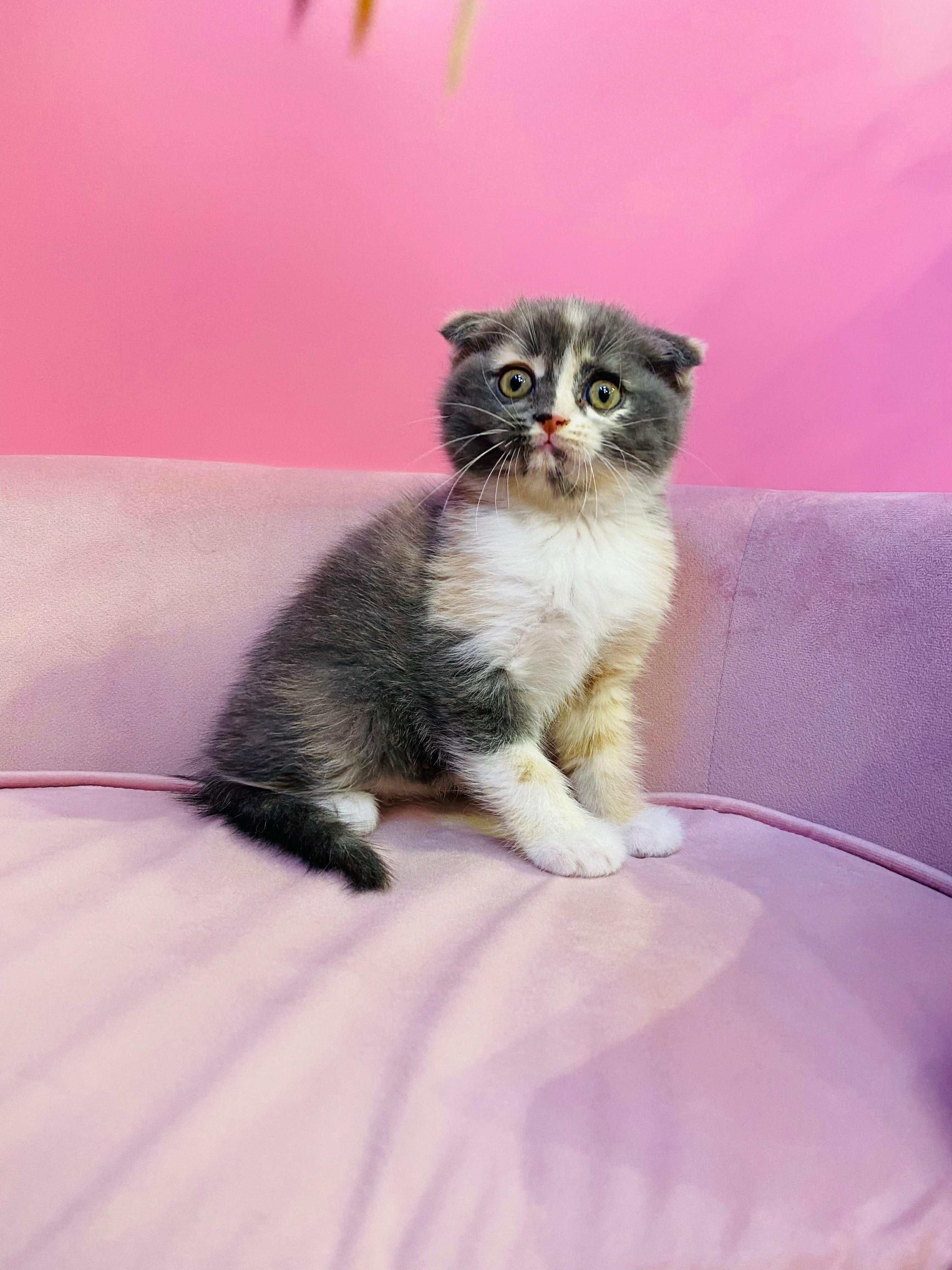 Scottish Fold Kittens