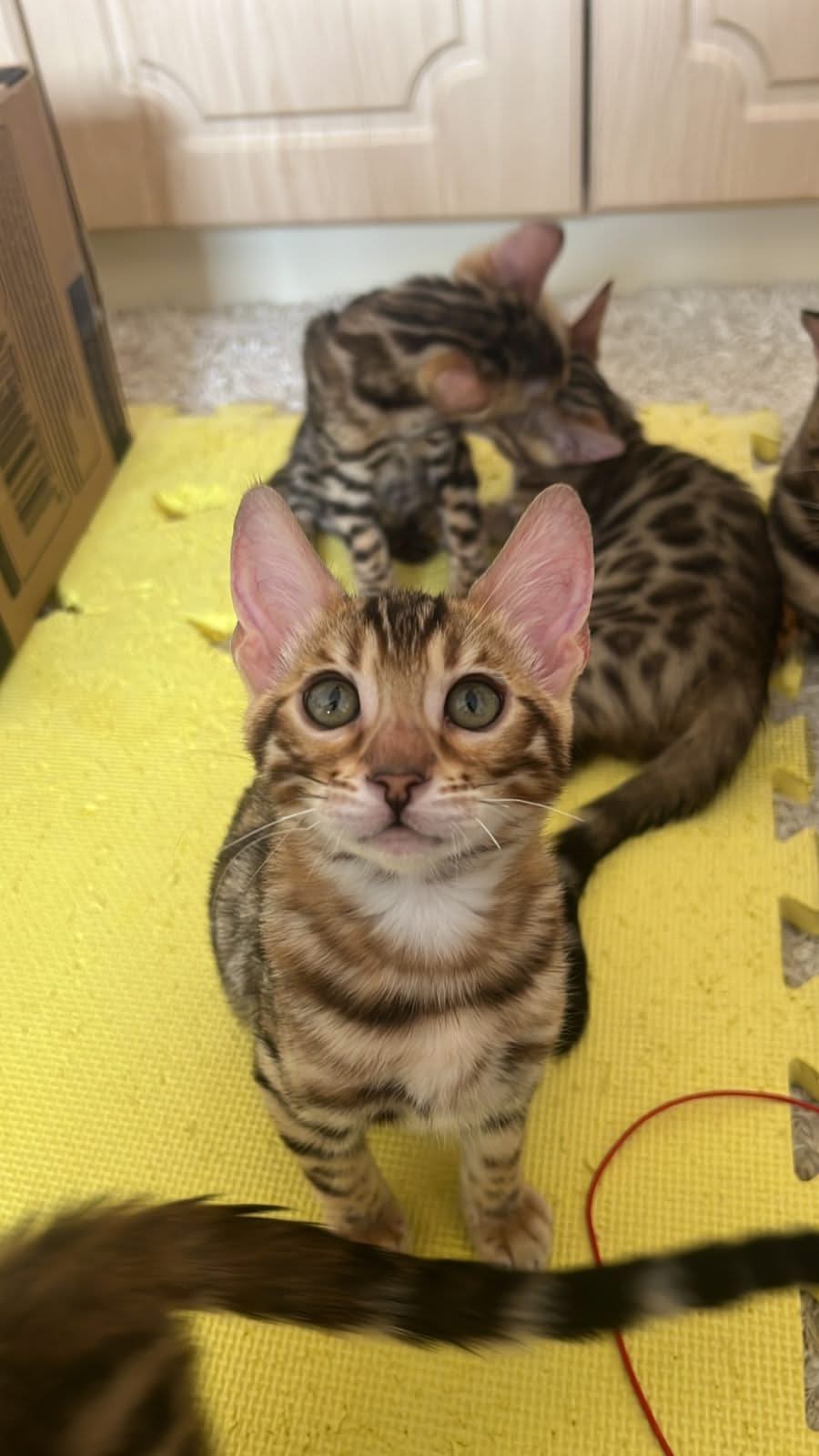 Bengal Kittens for Sale