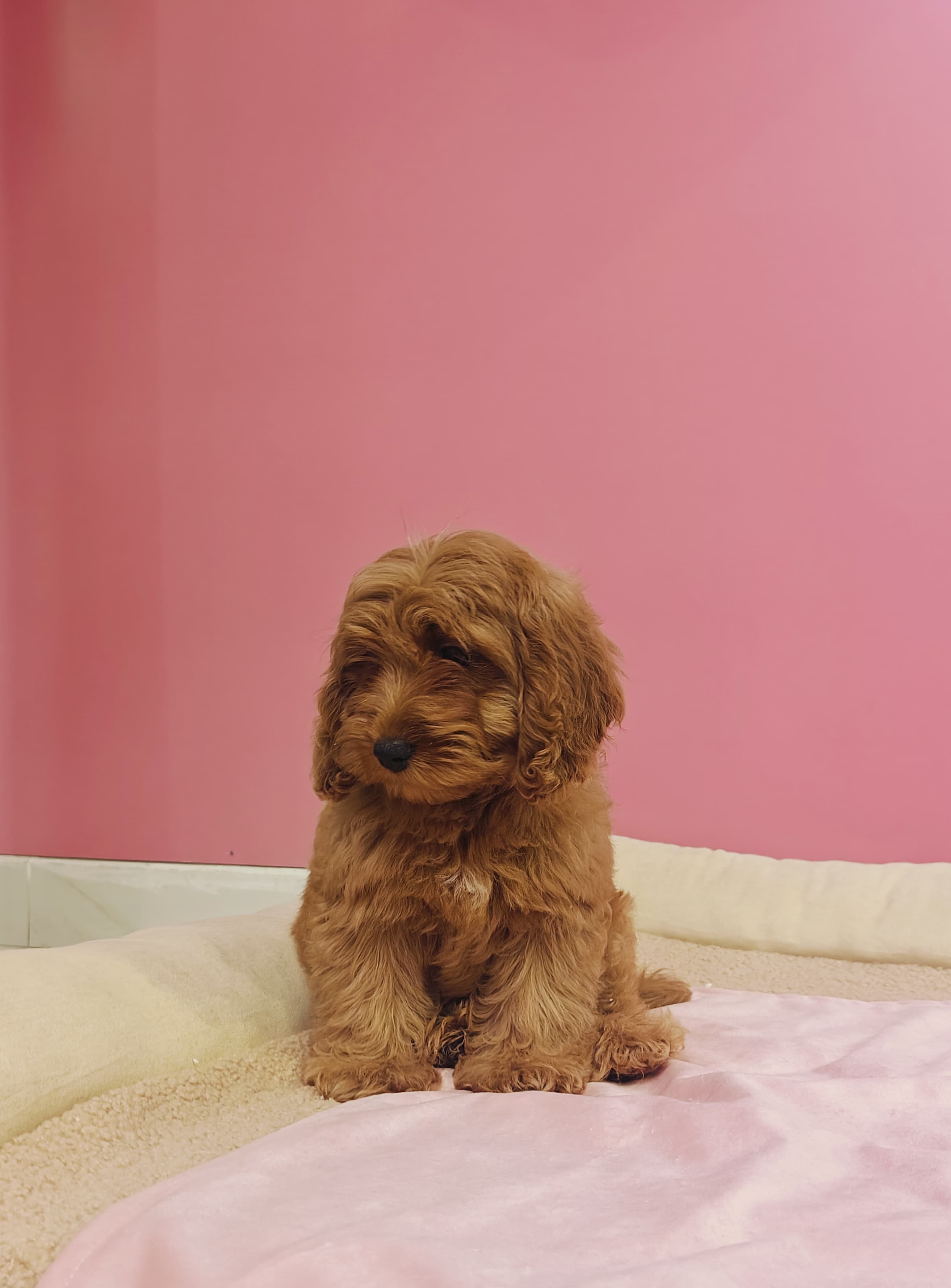 Cocapoo Puppy