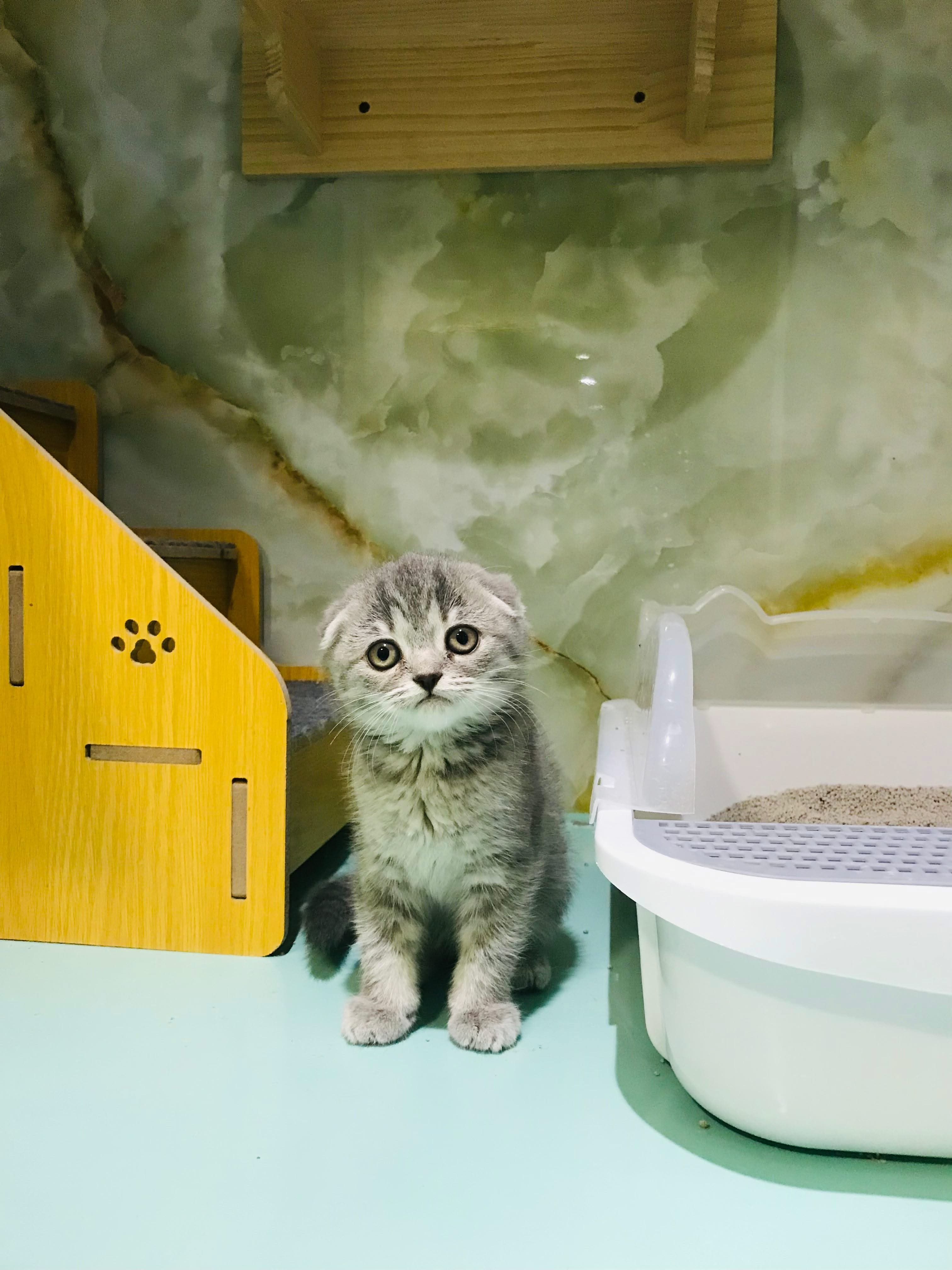 Scottish Fold Kitten