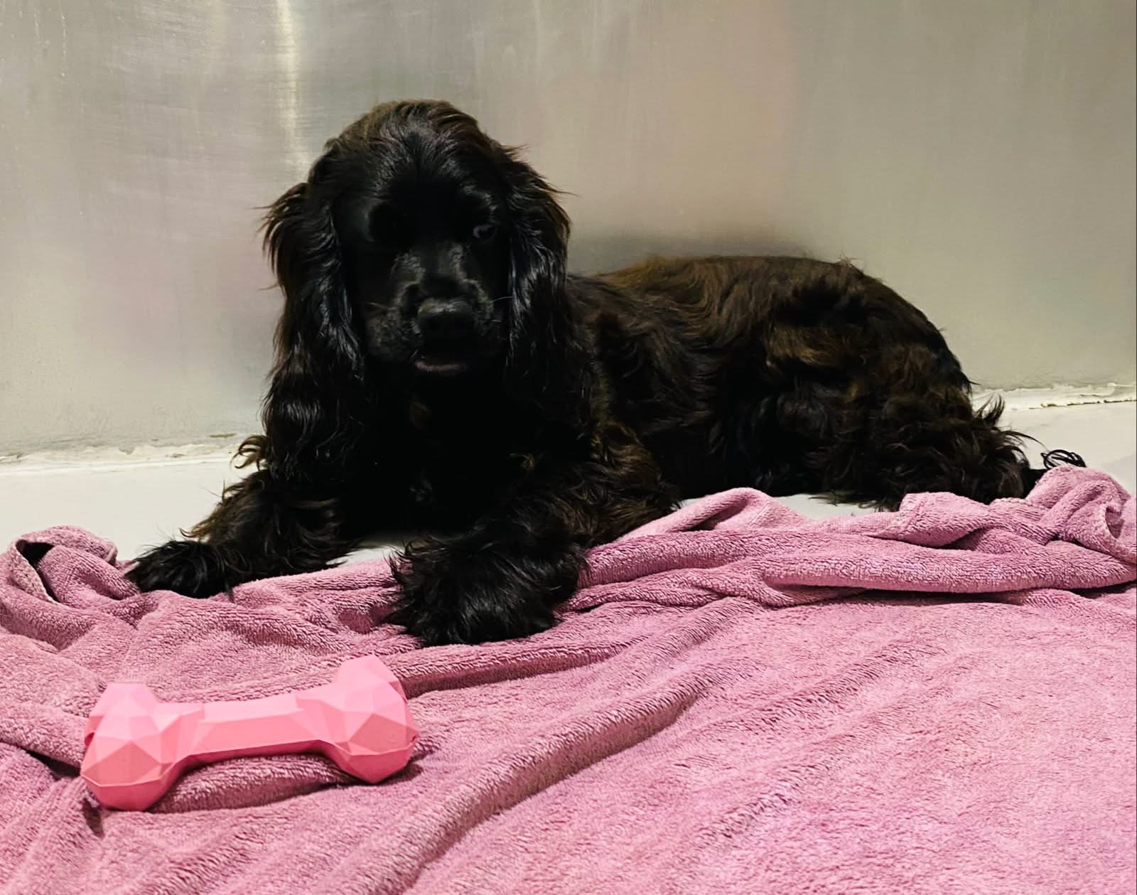 English Cockier Spaniel