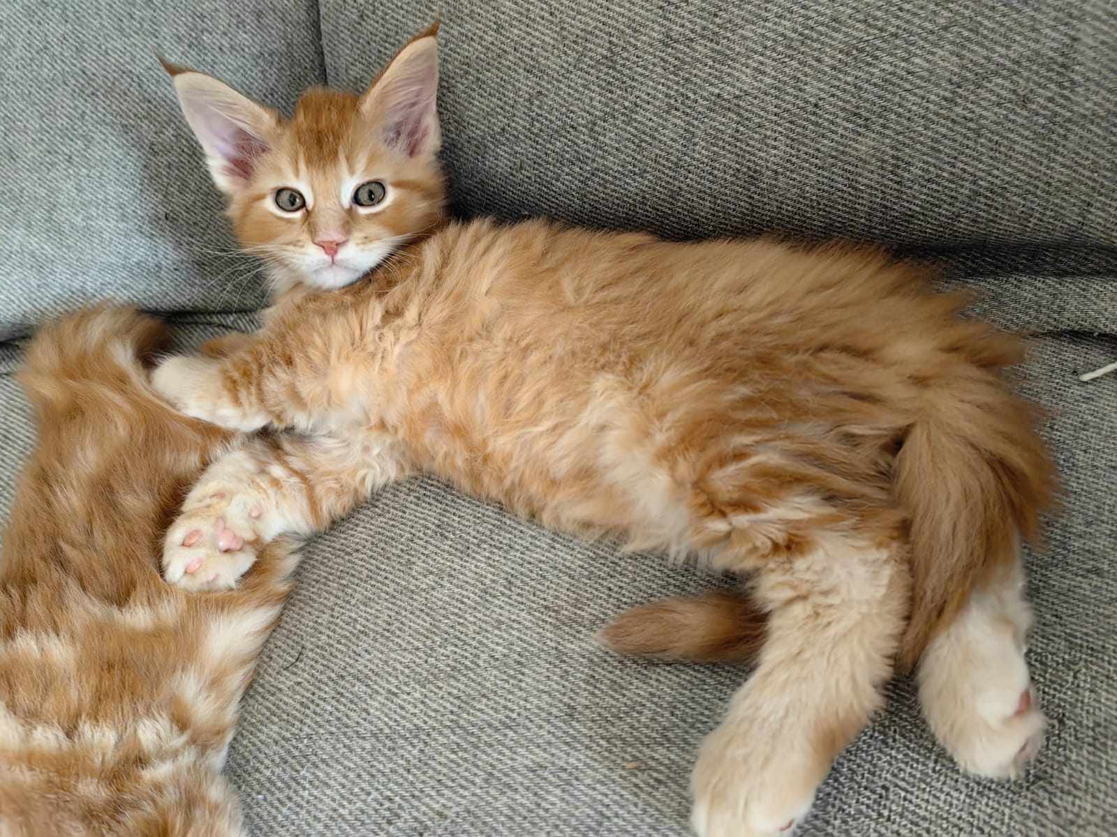 Orange Mainecoon Kitten