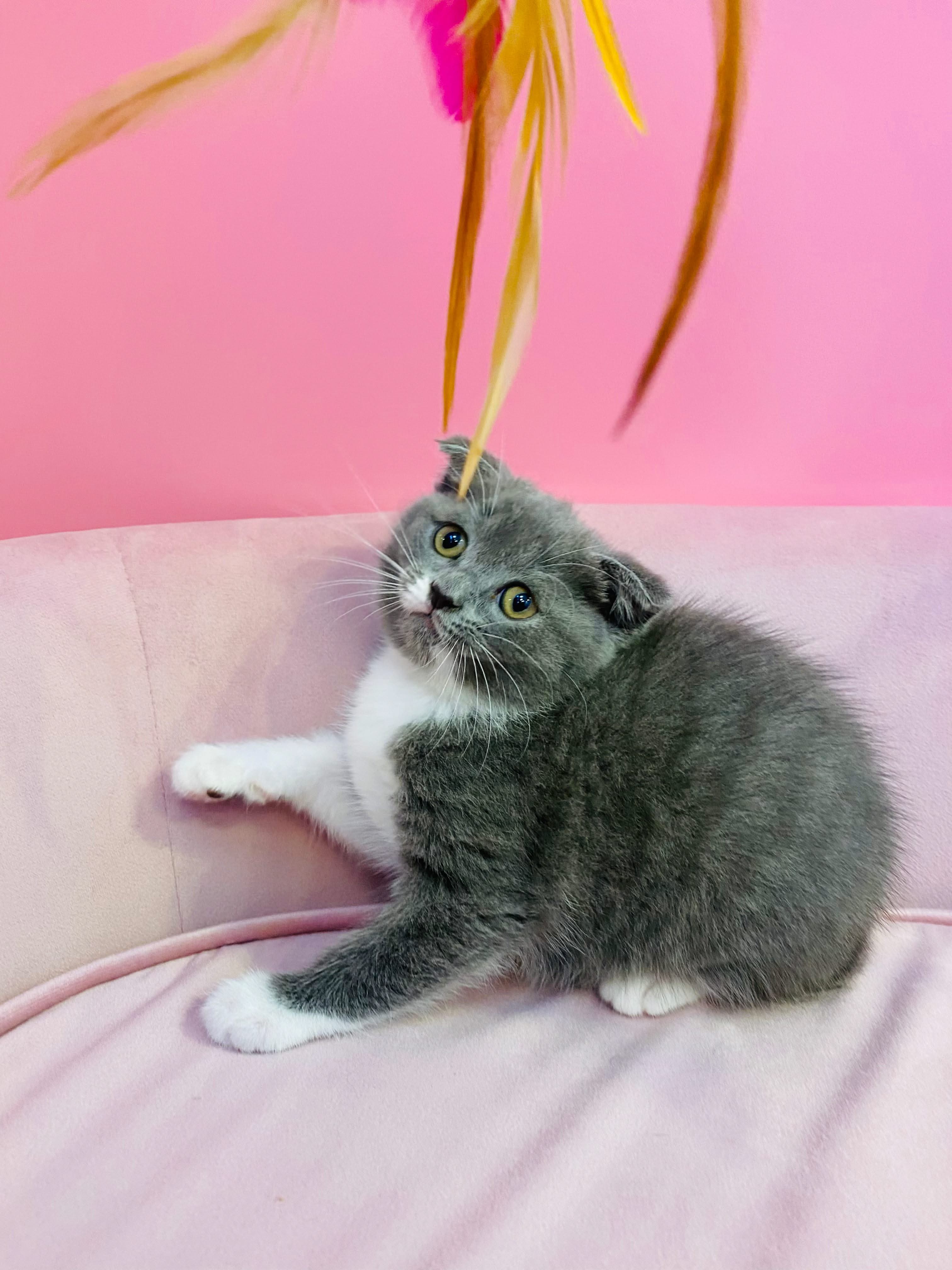 Scottish Fold Kittens