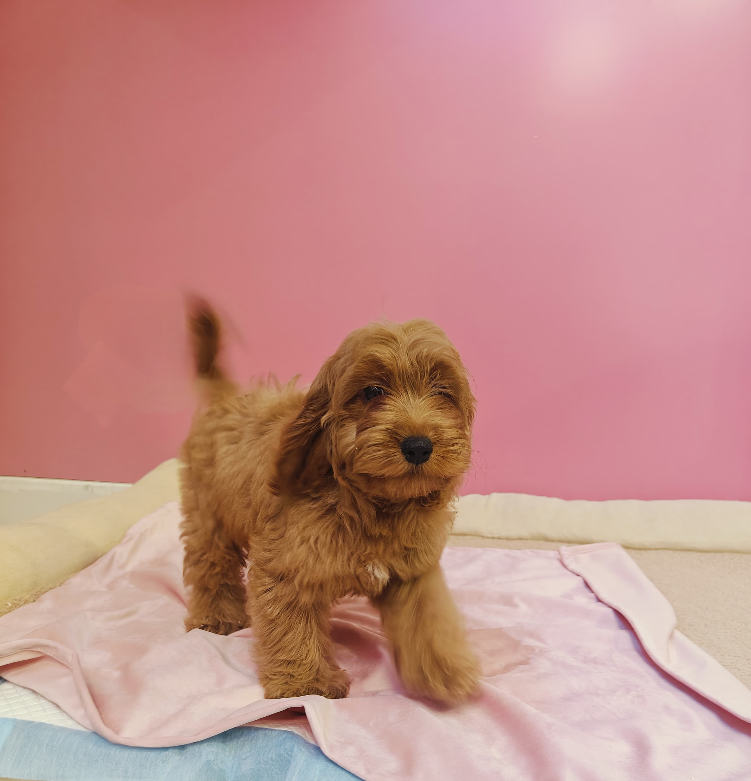 Cocapoo Puppy