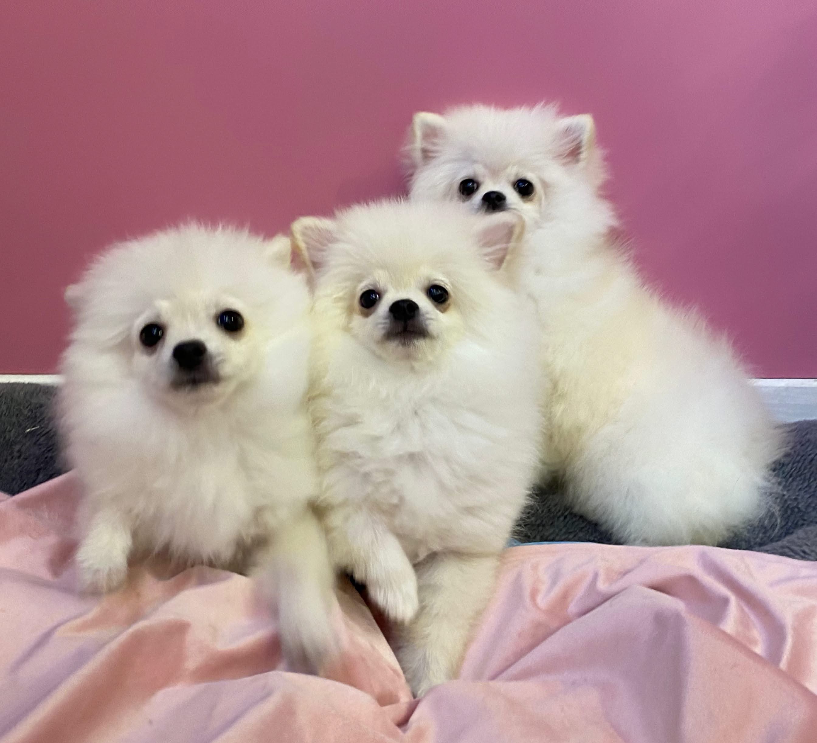 Pomeranian Spitz