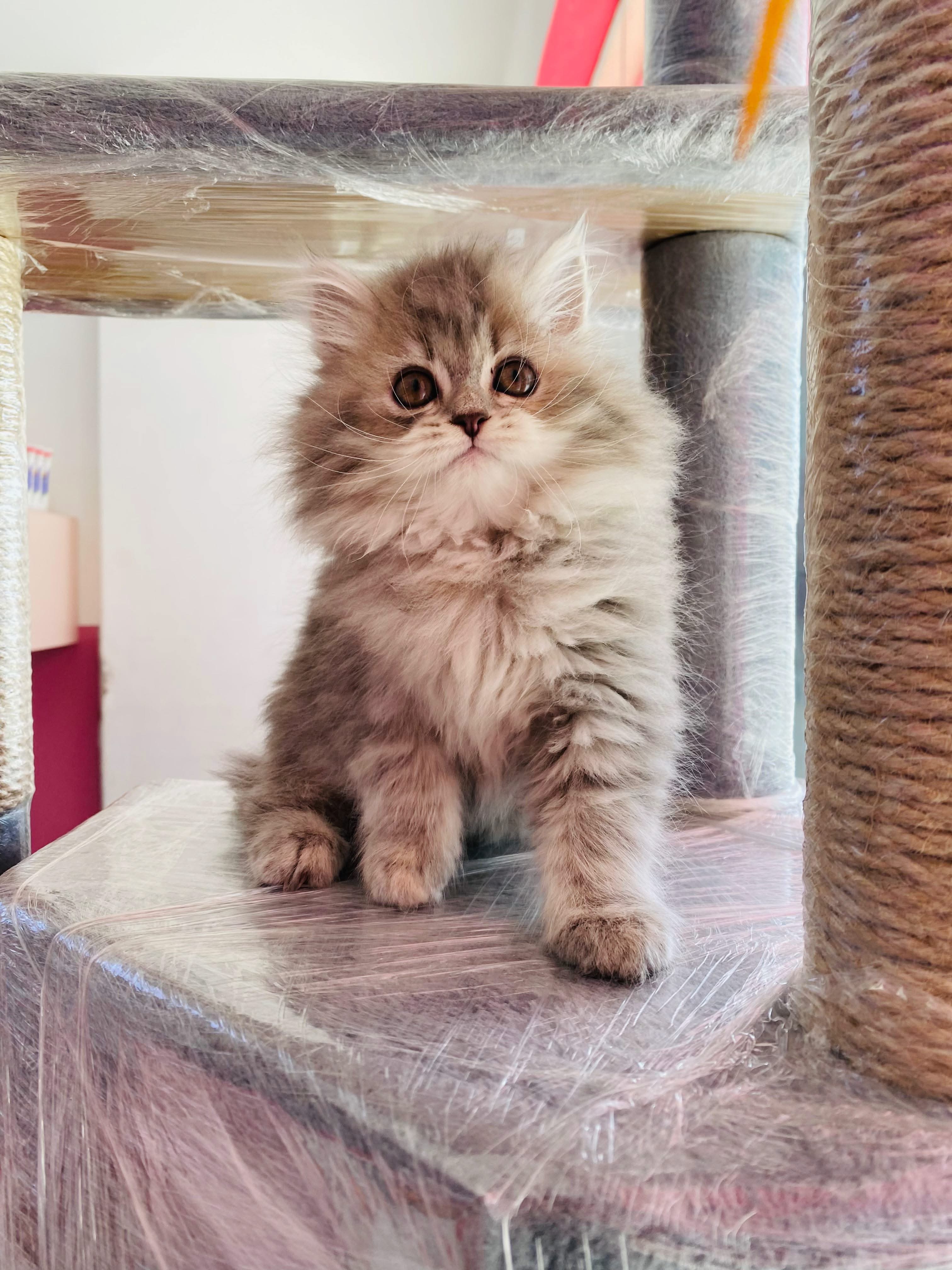 Siberian Kitten