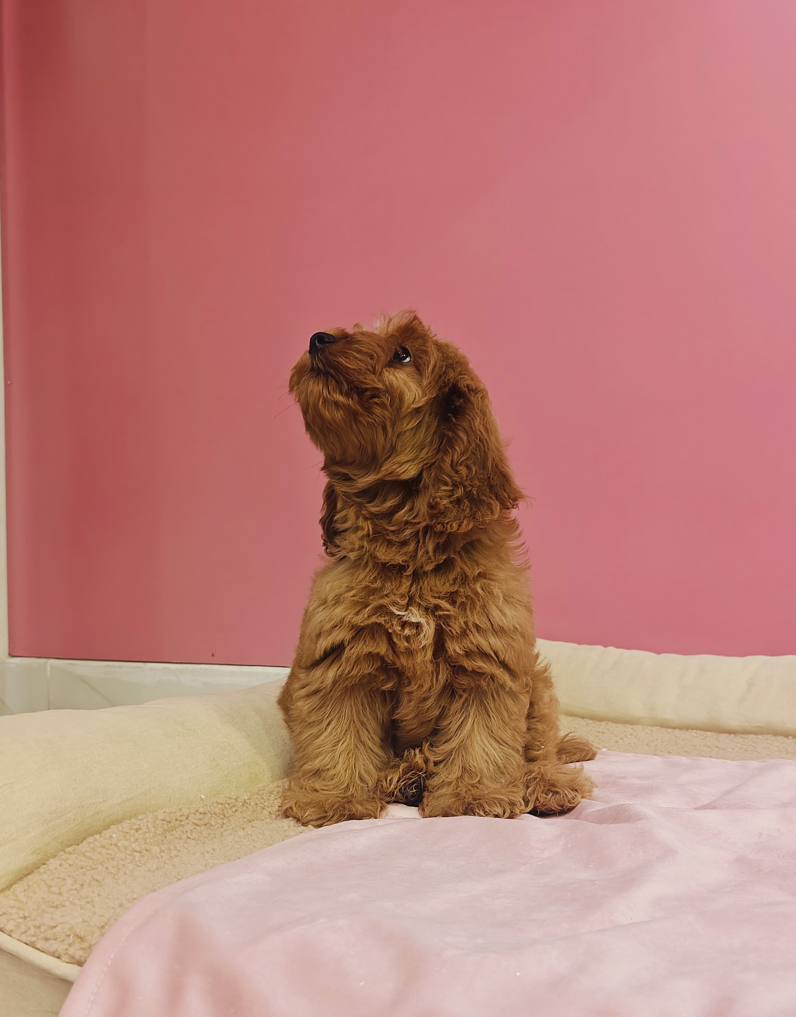 Cocapoo Puppy