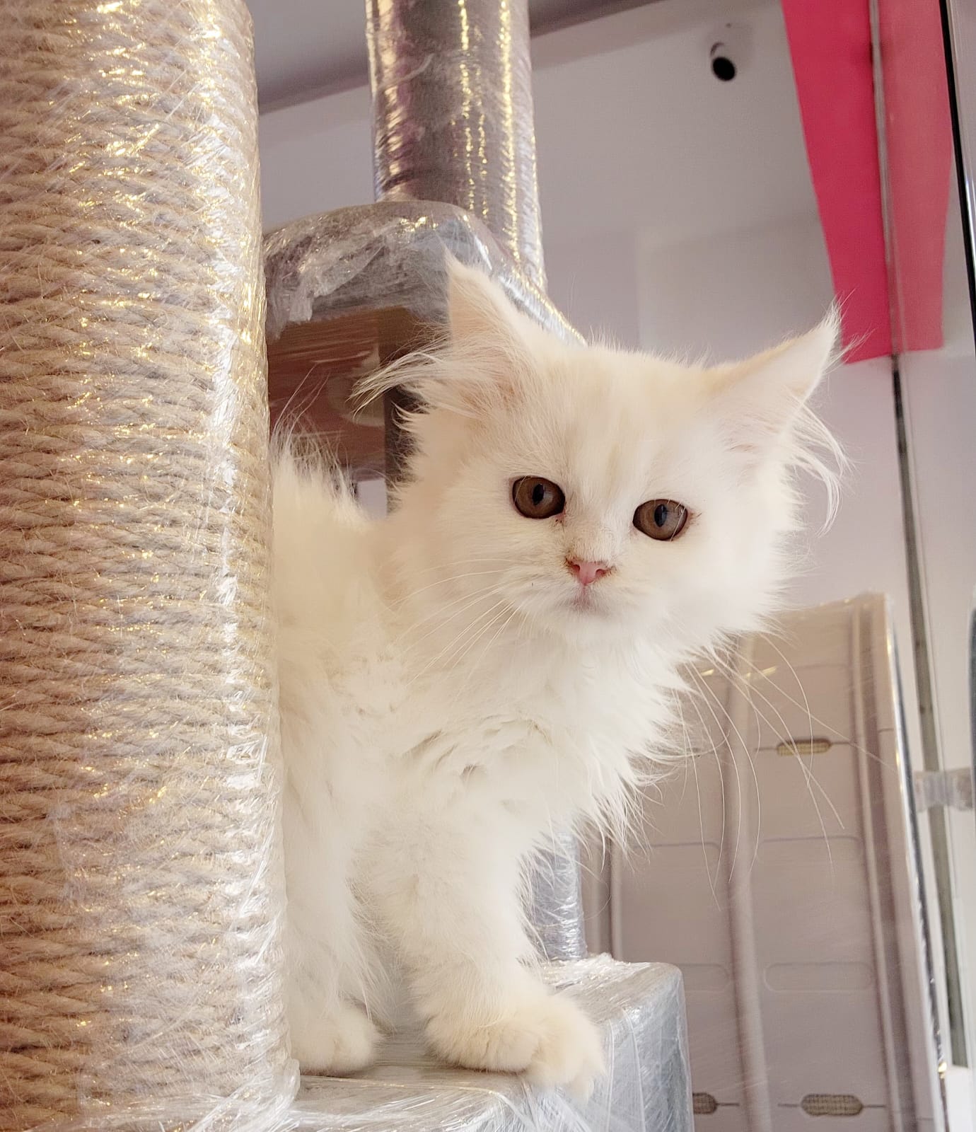 Persian Kitten