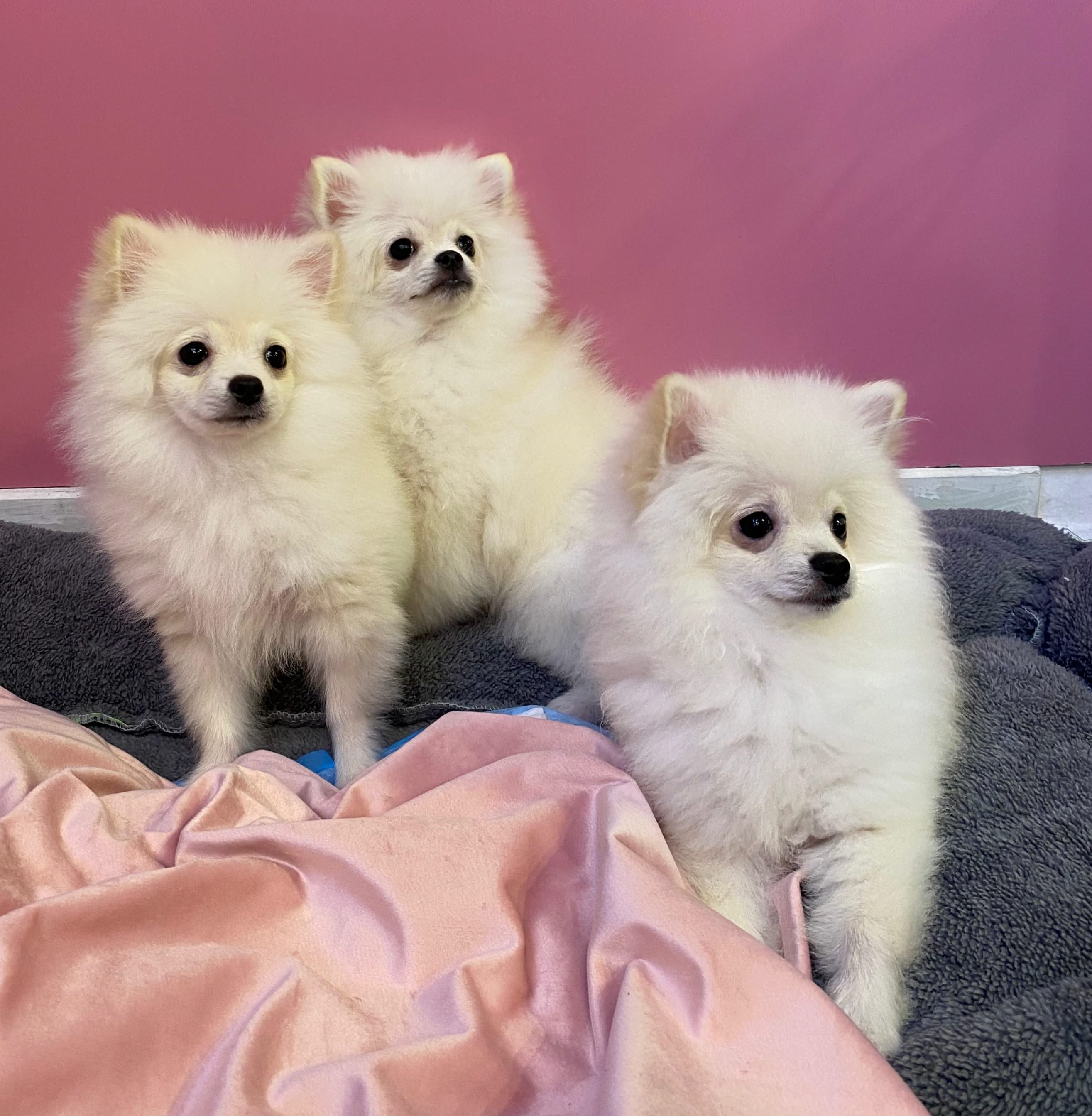 Pomeranian Spitz