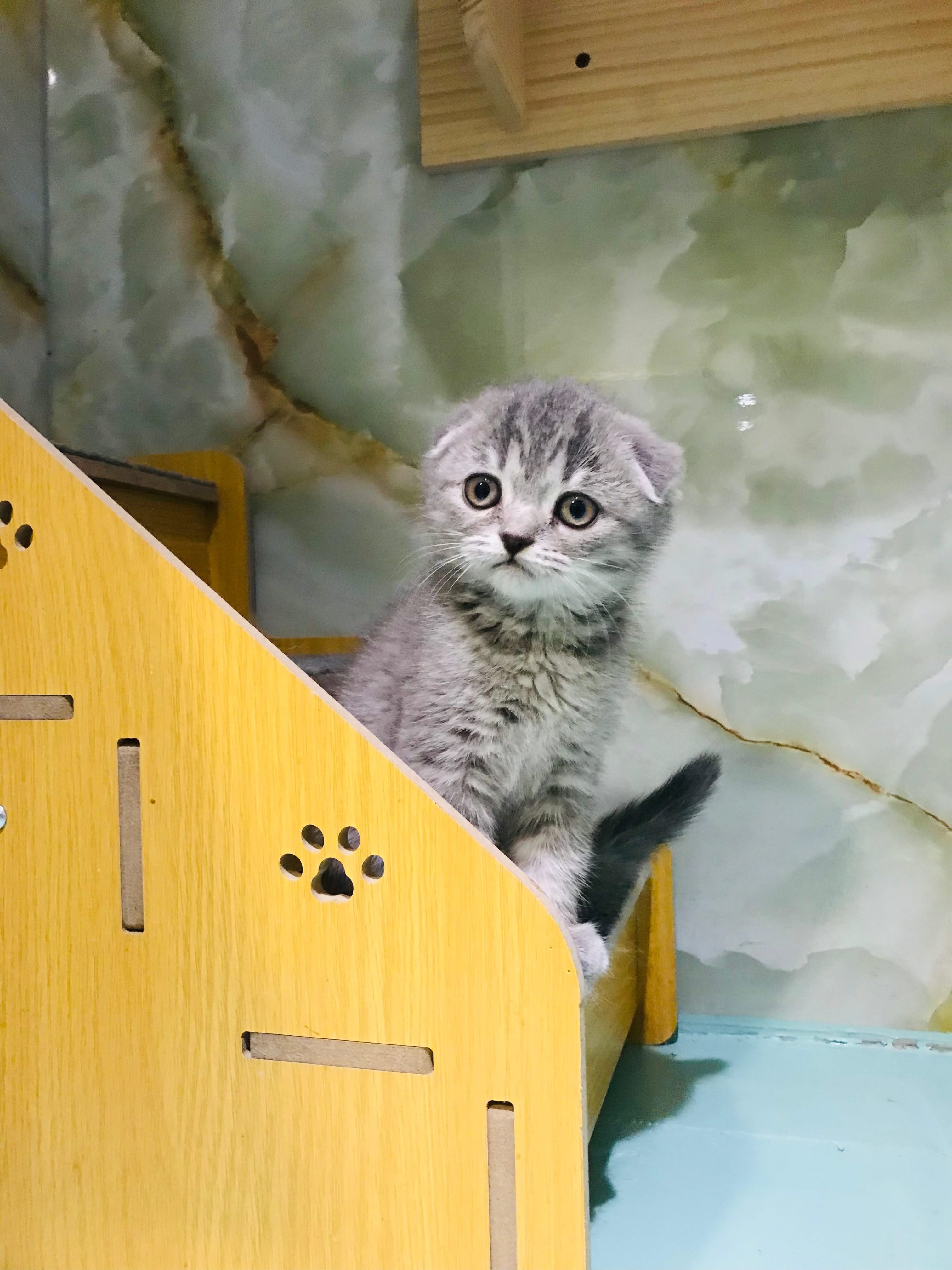 Scottish Fold Kitten