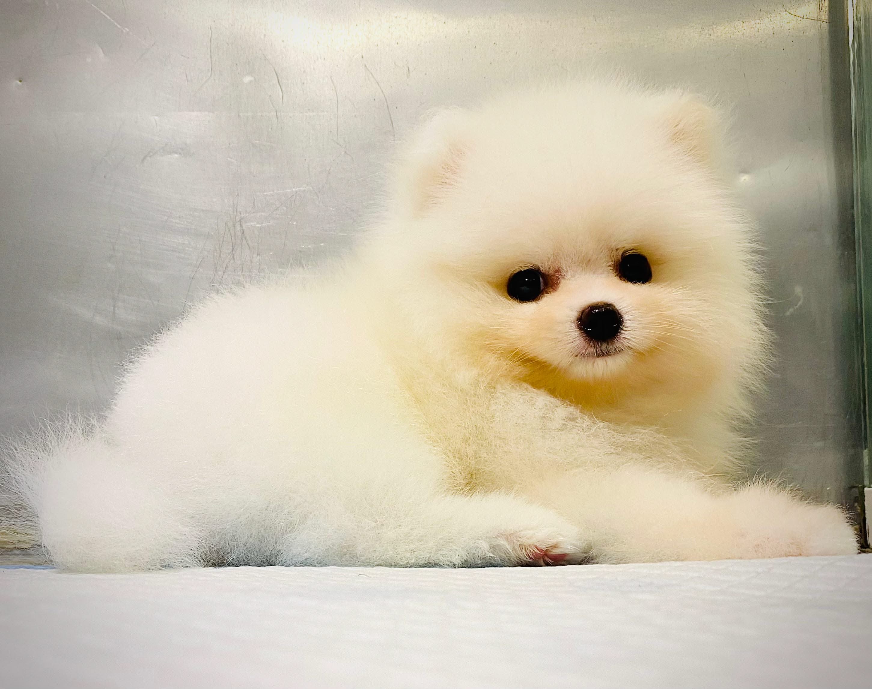 Tea Cup Pomeranian