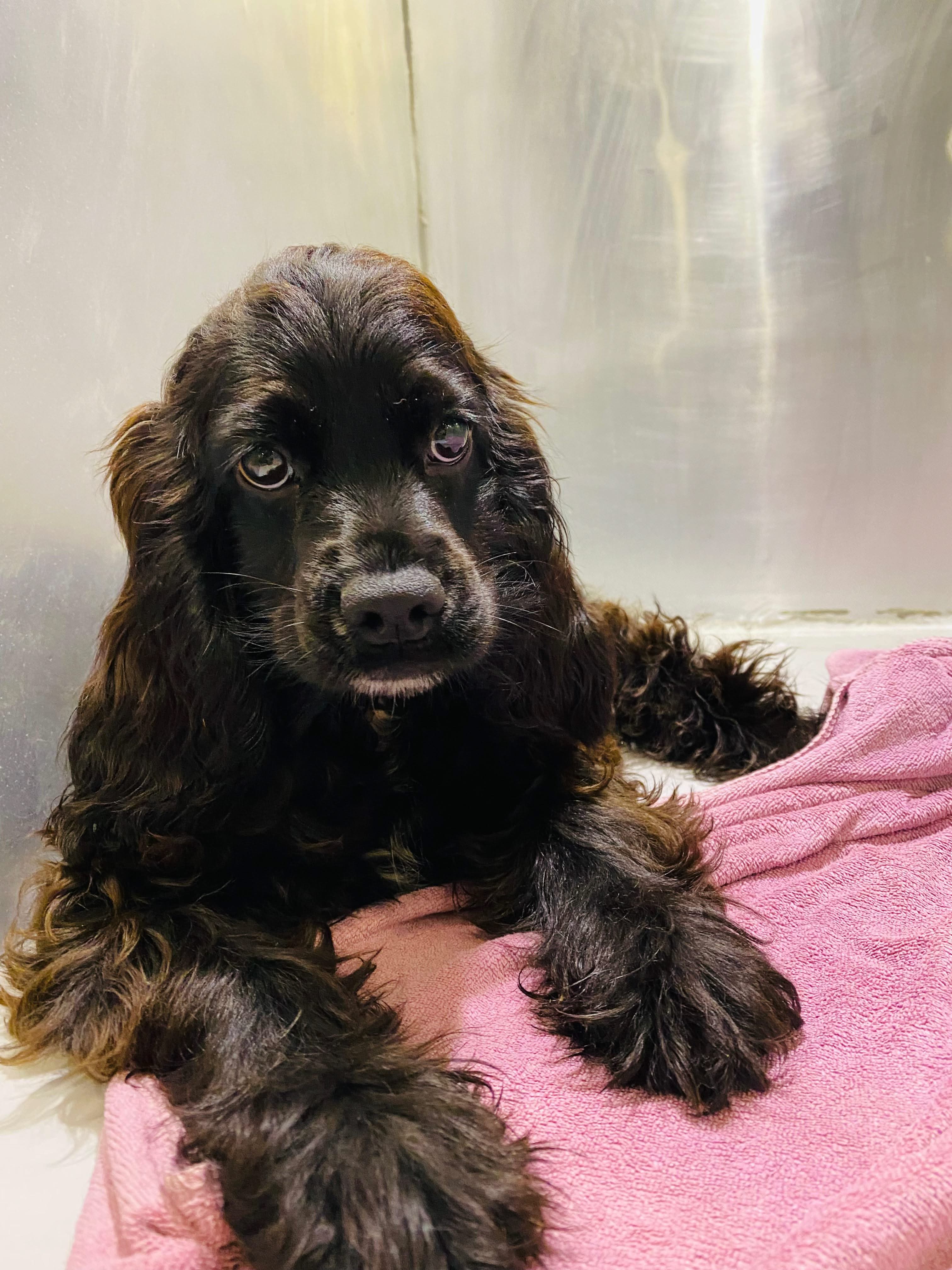English Cockier Spaniel