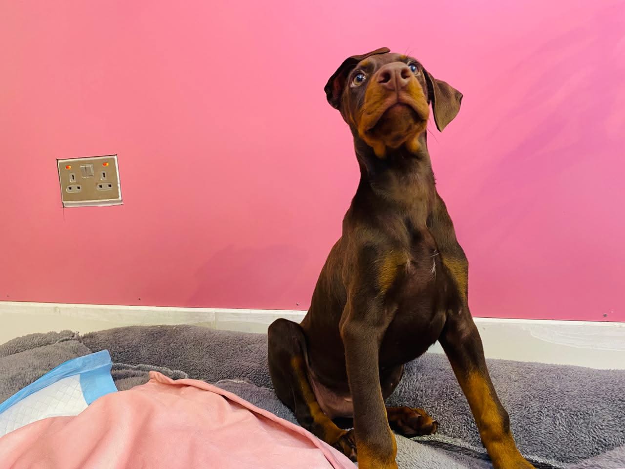 Doberman Puppy
