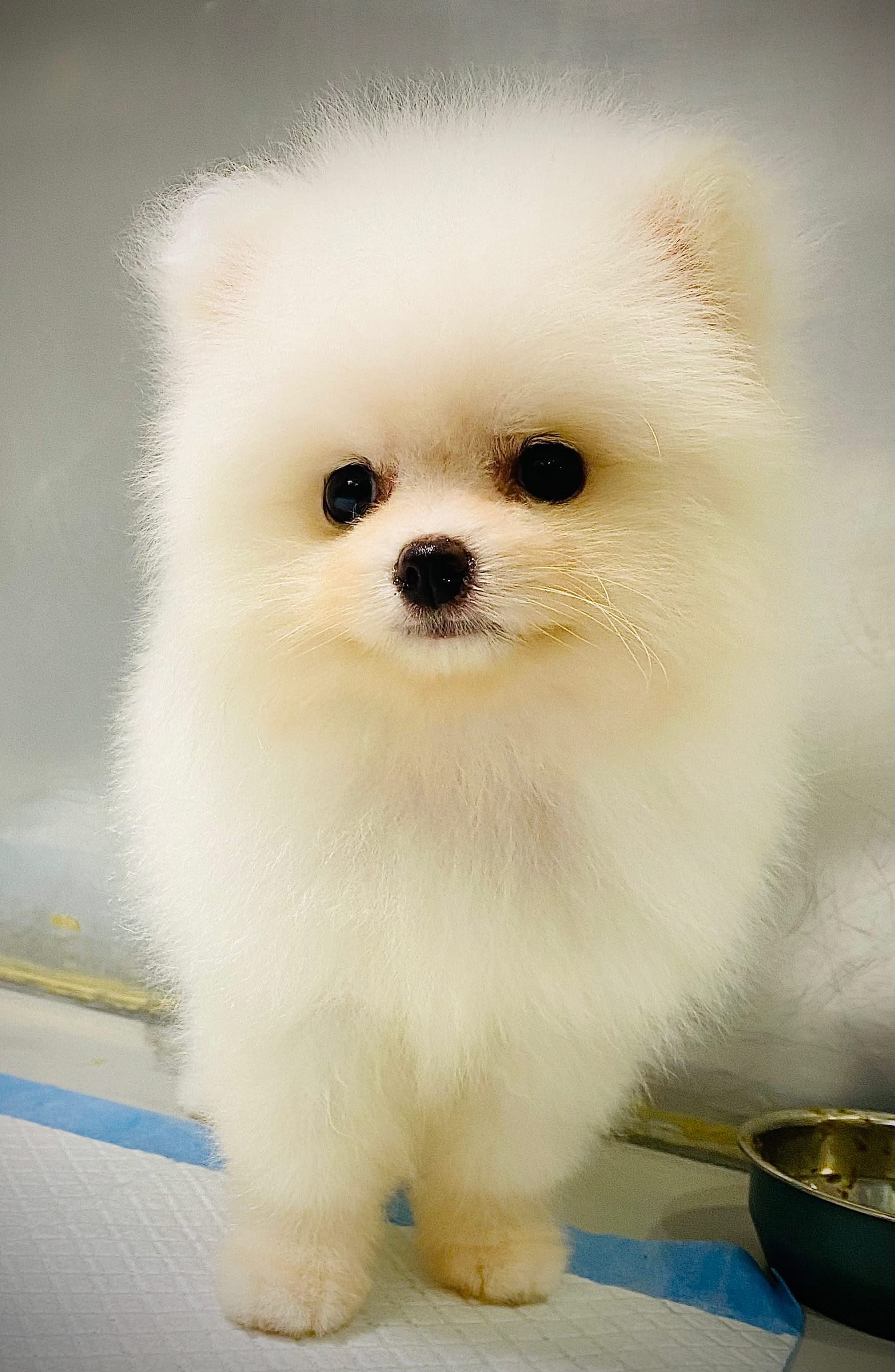 Tea Cup Pomeranian