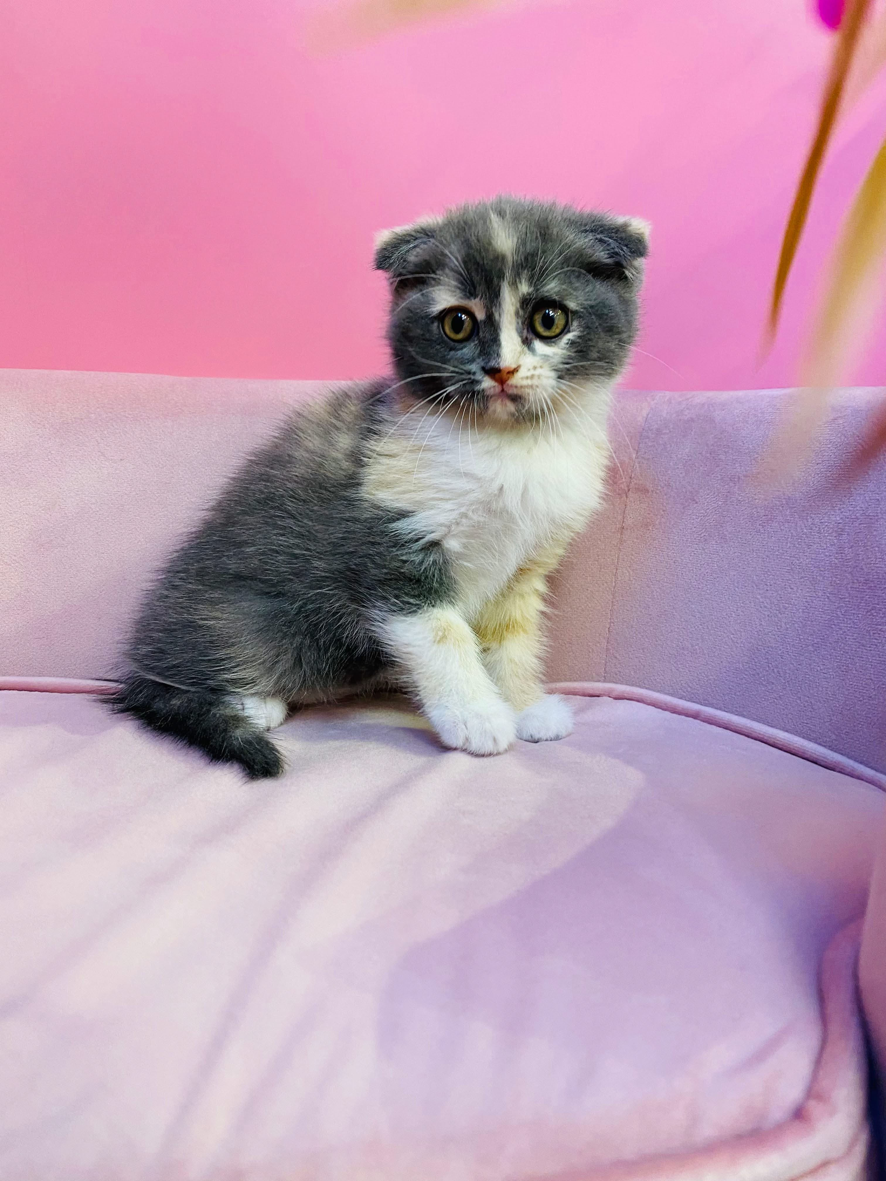 Scottish Fold Kittens
