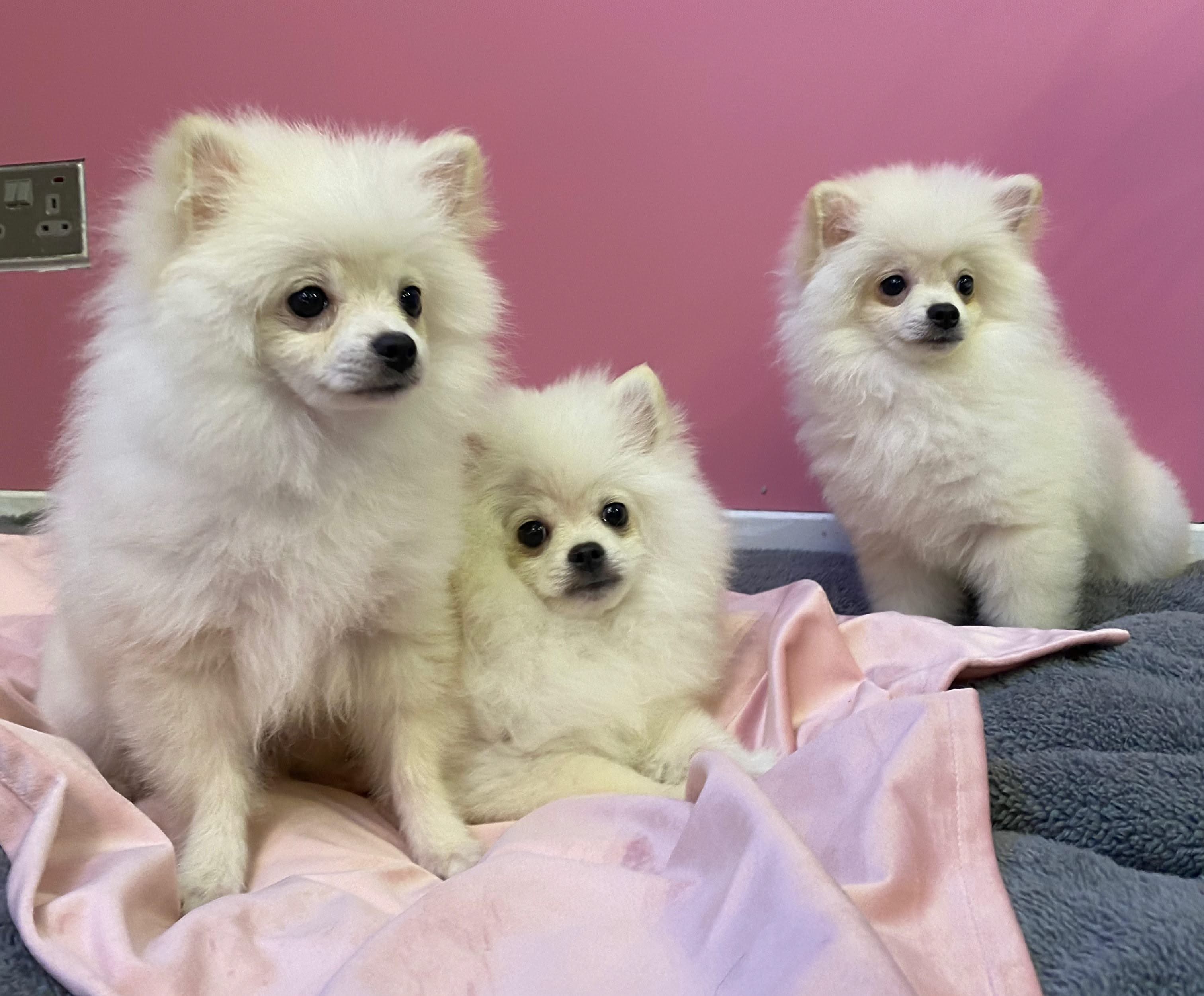 Pomeranian Spitz