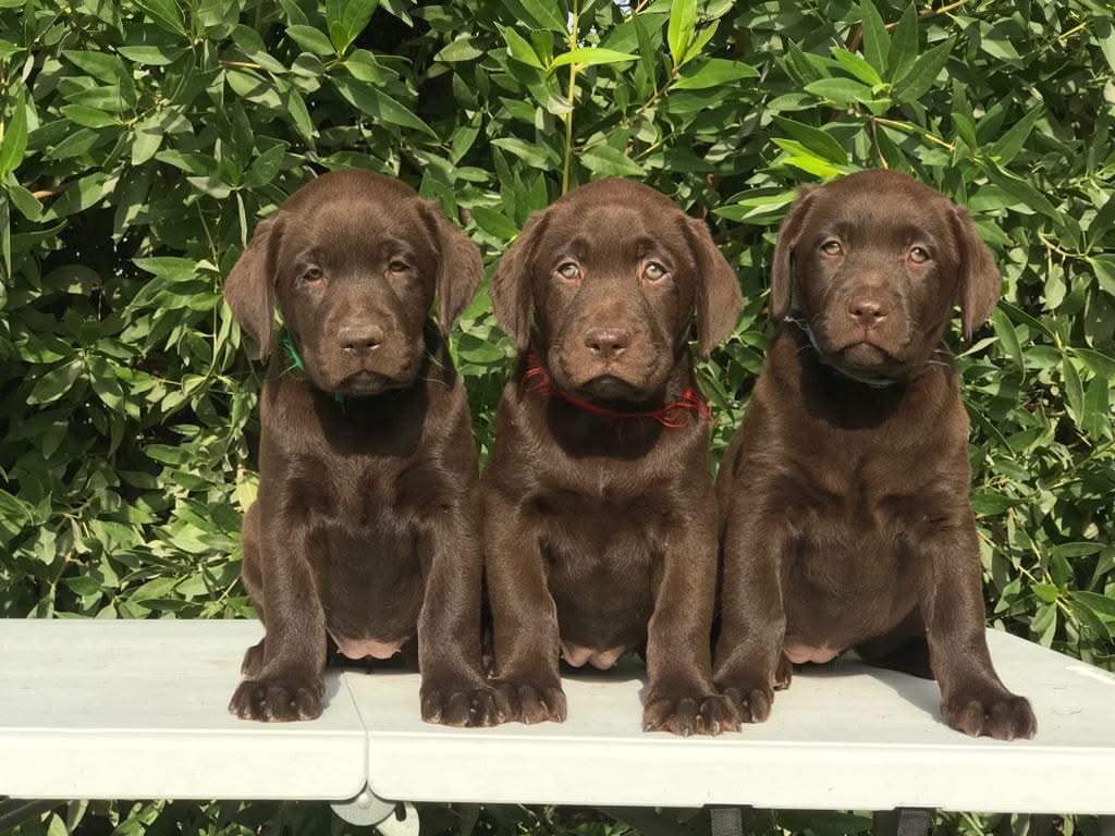 Chocolate labrador Puppy