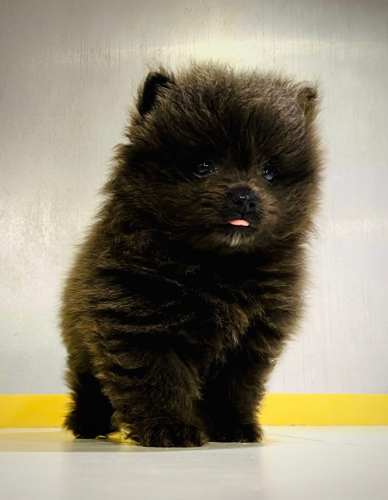 Black Toy Pomeranian Puppy