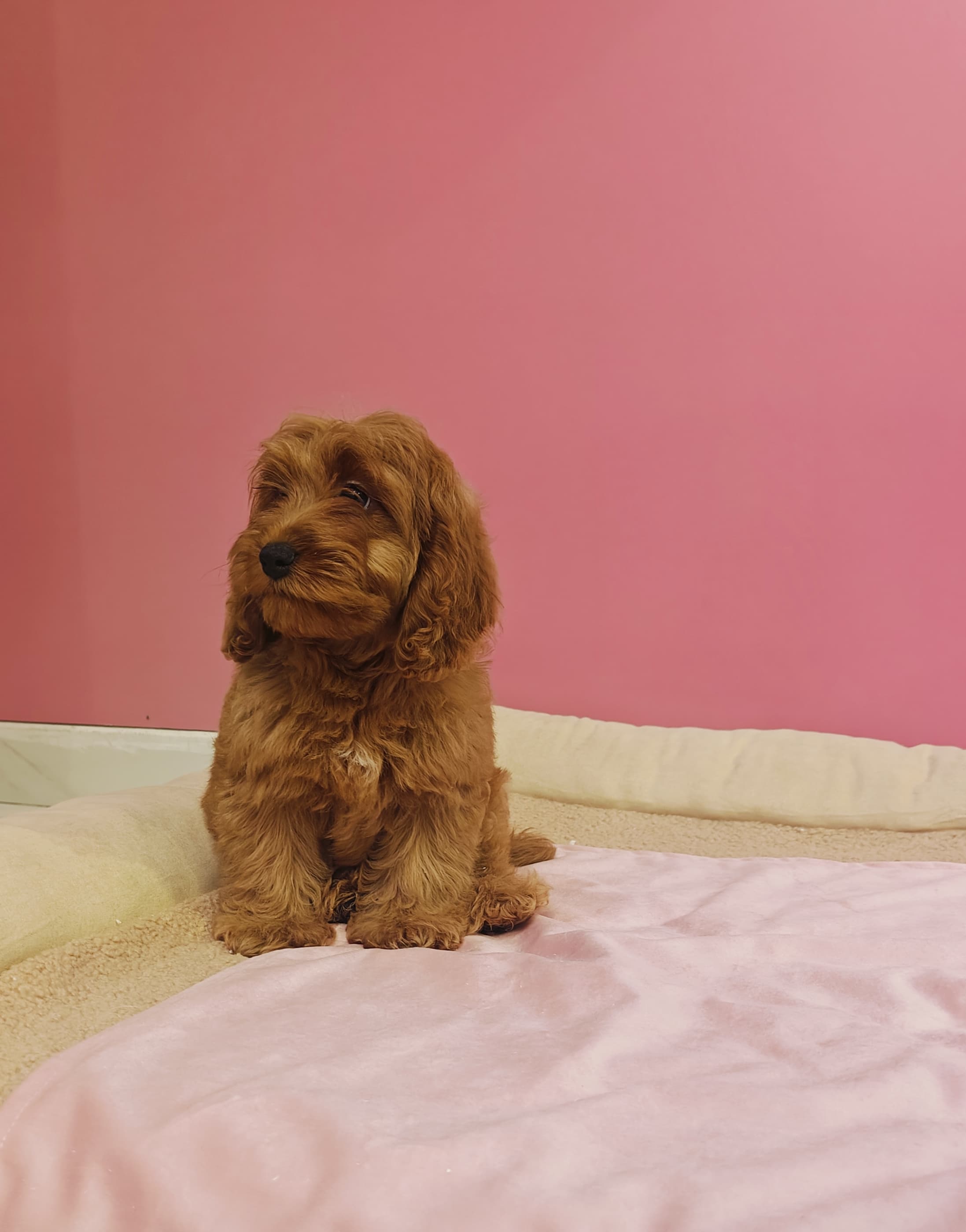 Cocapoo Puppy