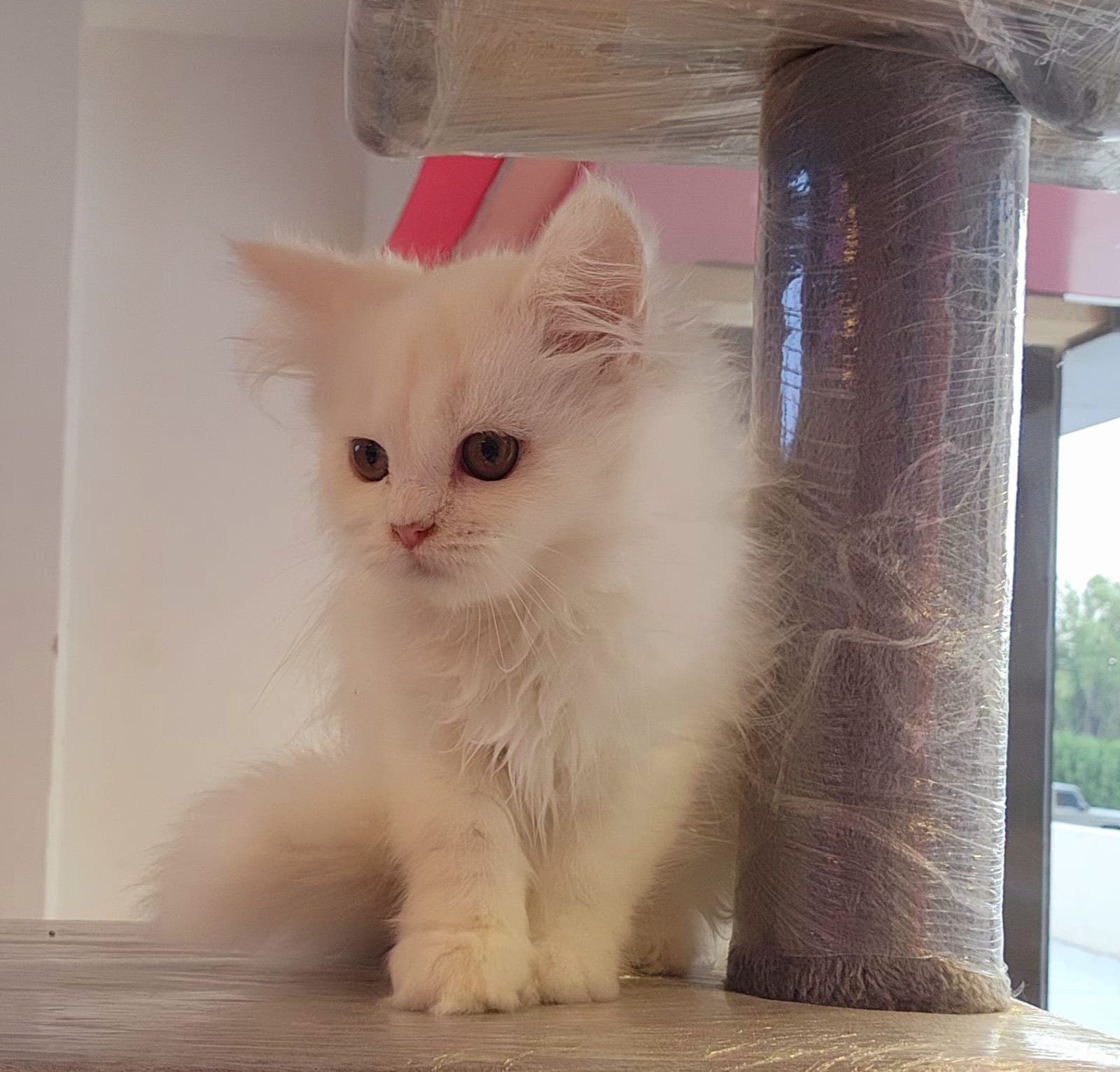 Persian Kitten