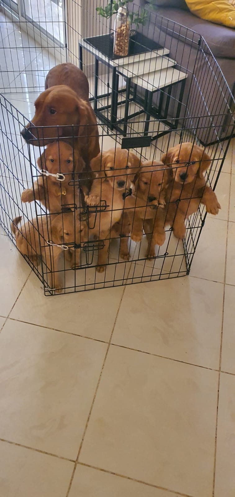 Golden Retriever Puppies