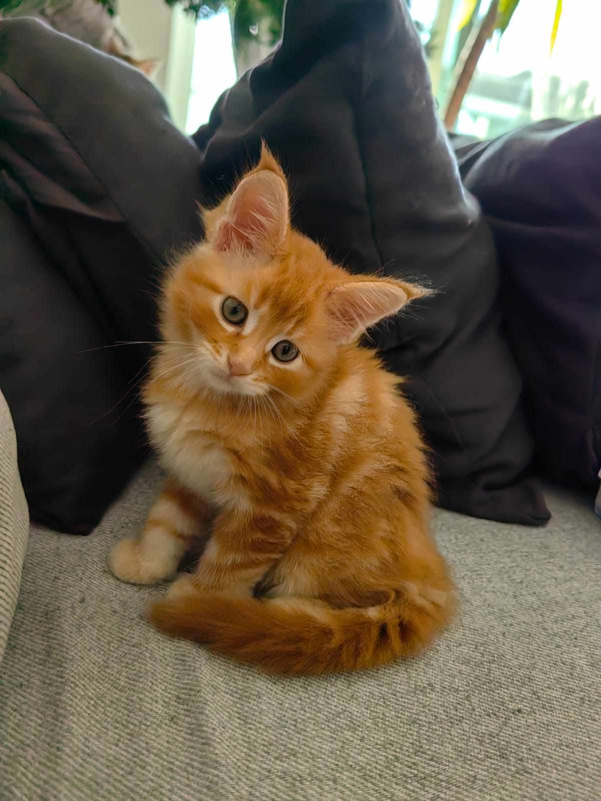 Orange Mainecoon Kitten