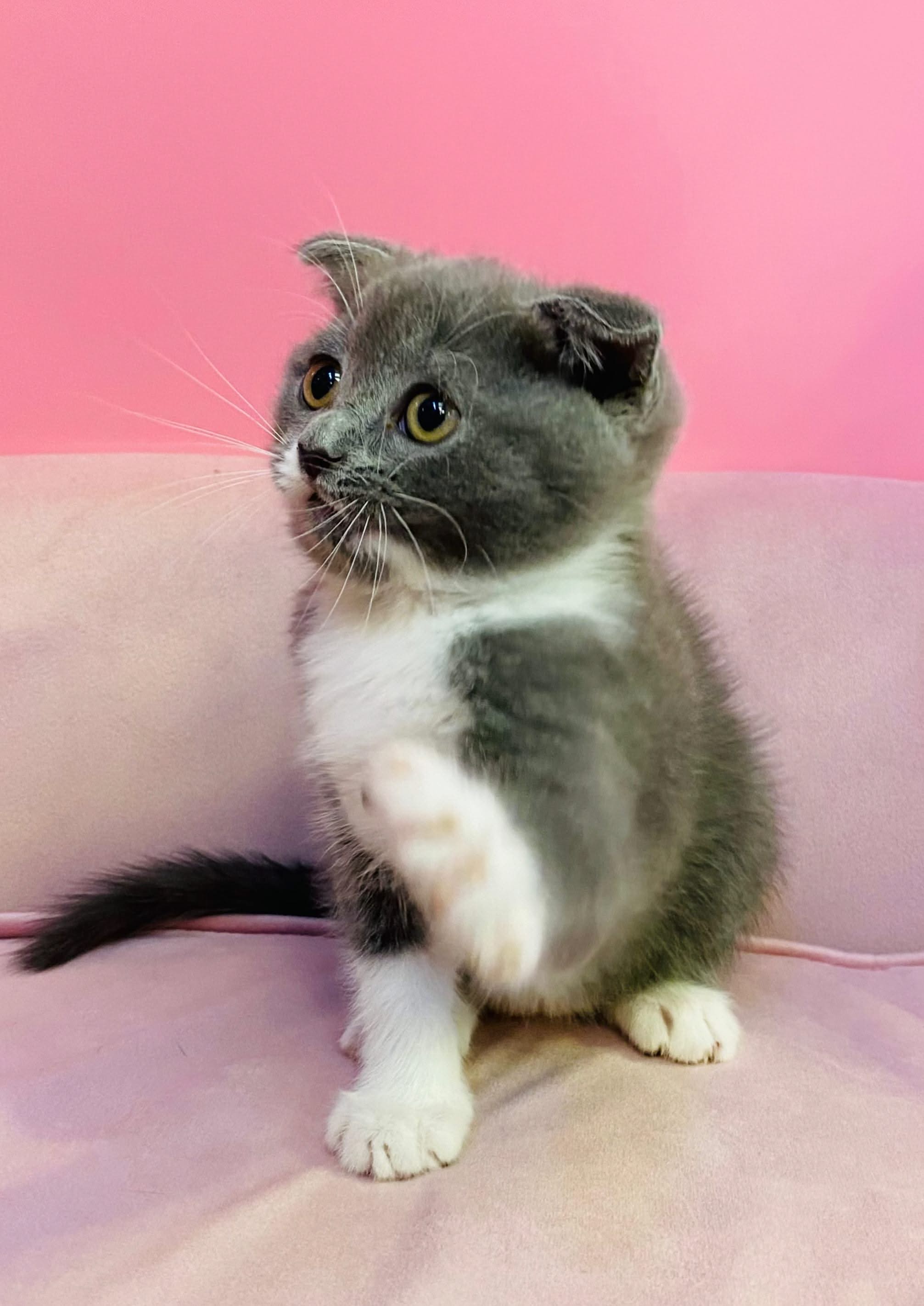 Scottish Fold Kittens