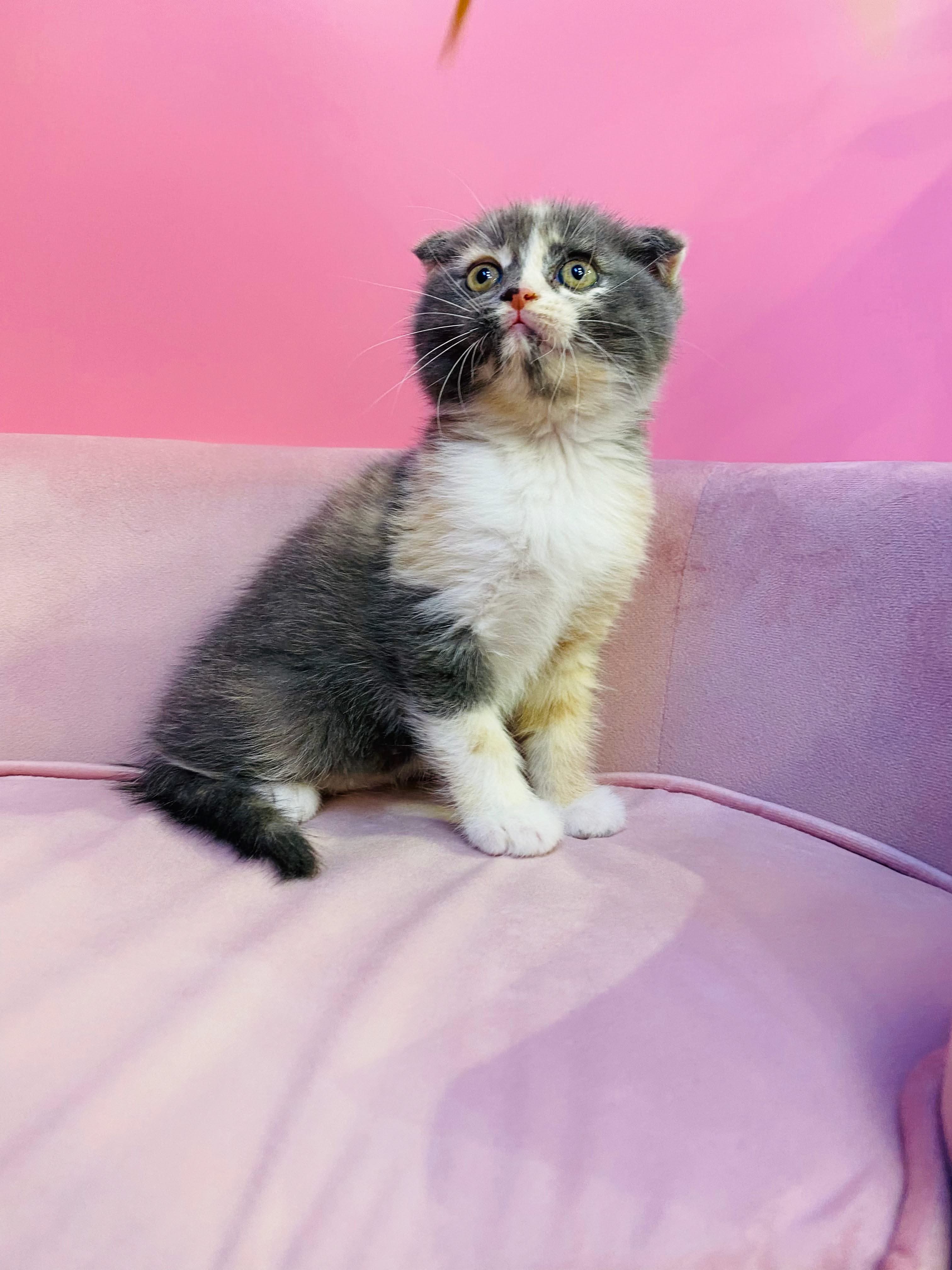 Scottish Fold Kittens