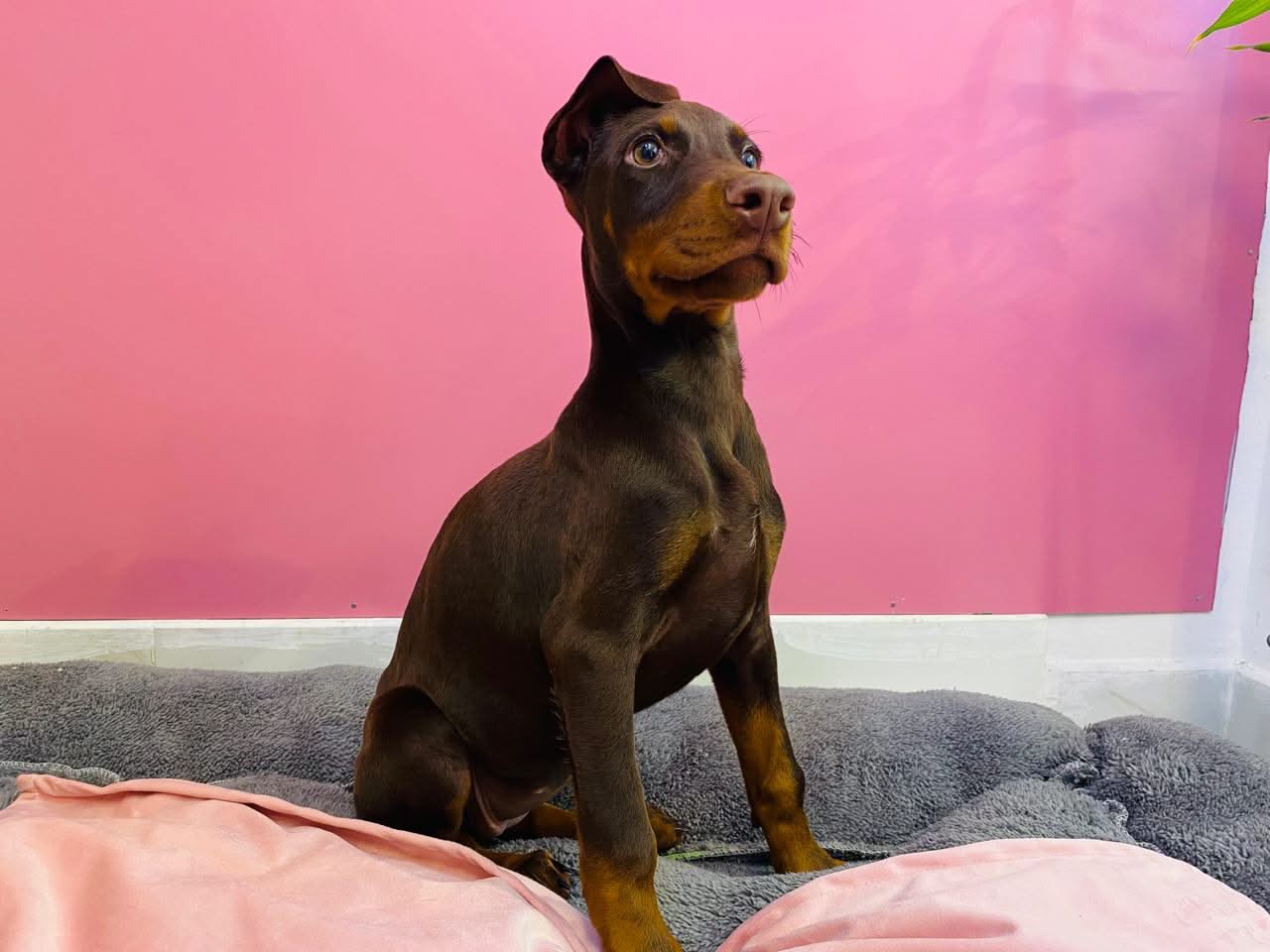 Doberman Puppy