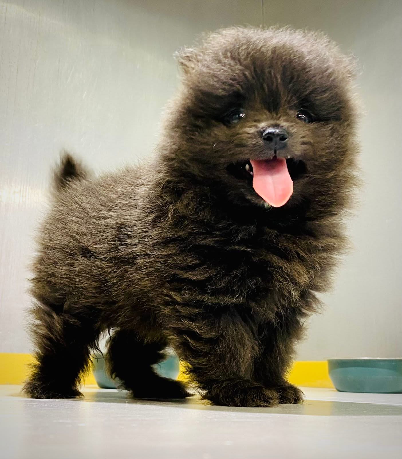Black Toy Pomeranian Puppy