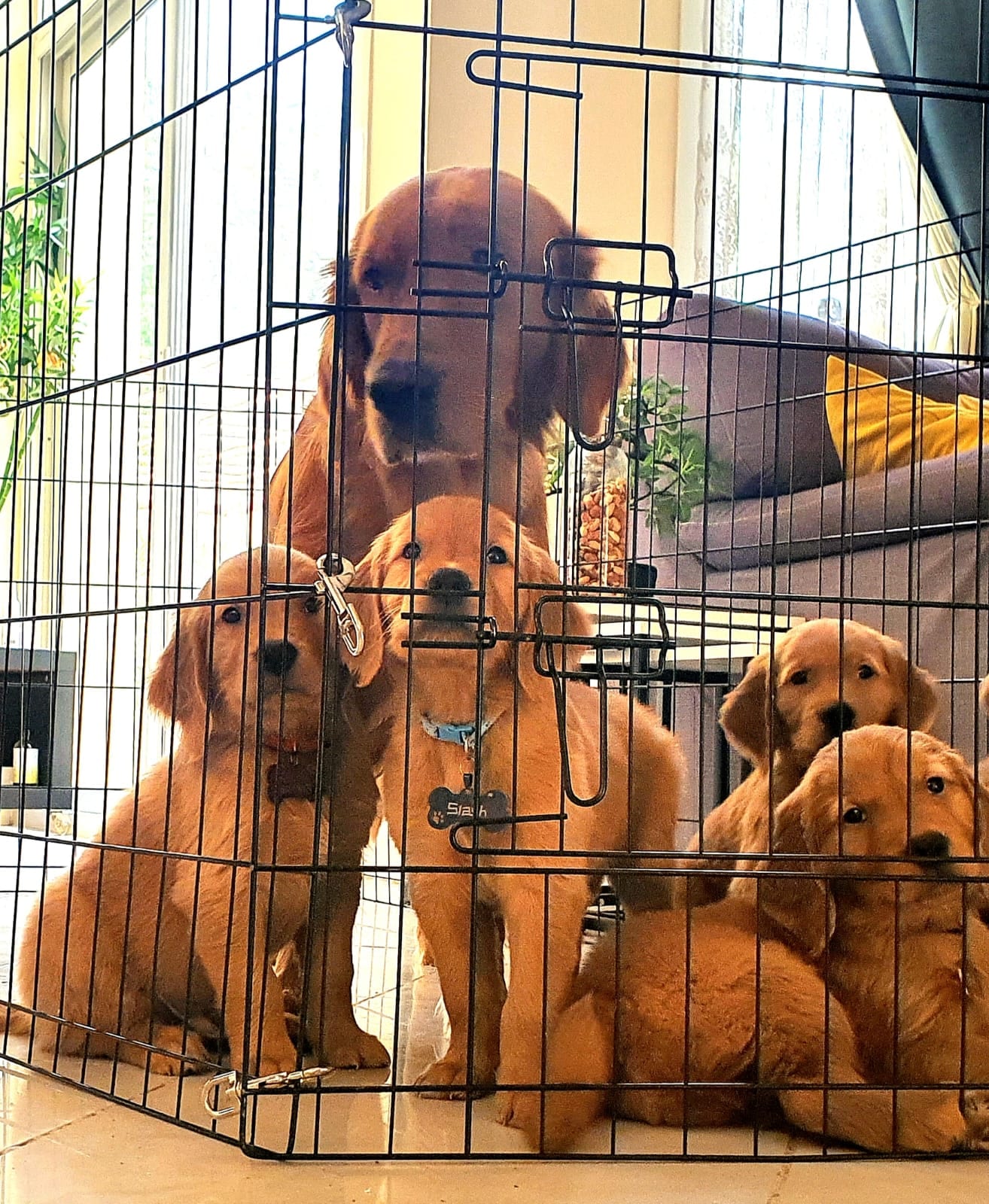 Golden Retriever Puppies