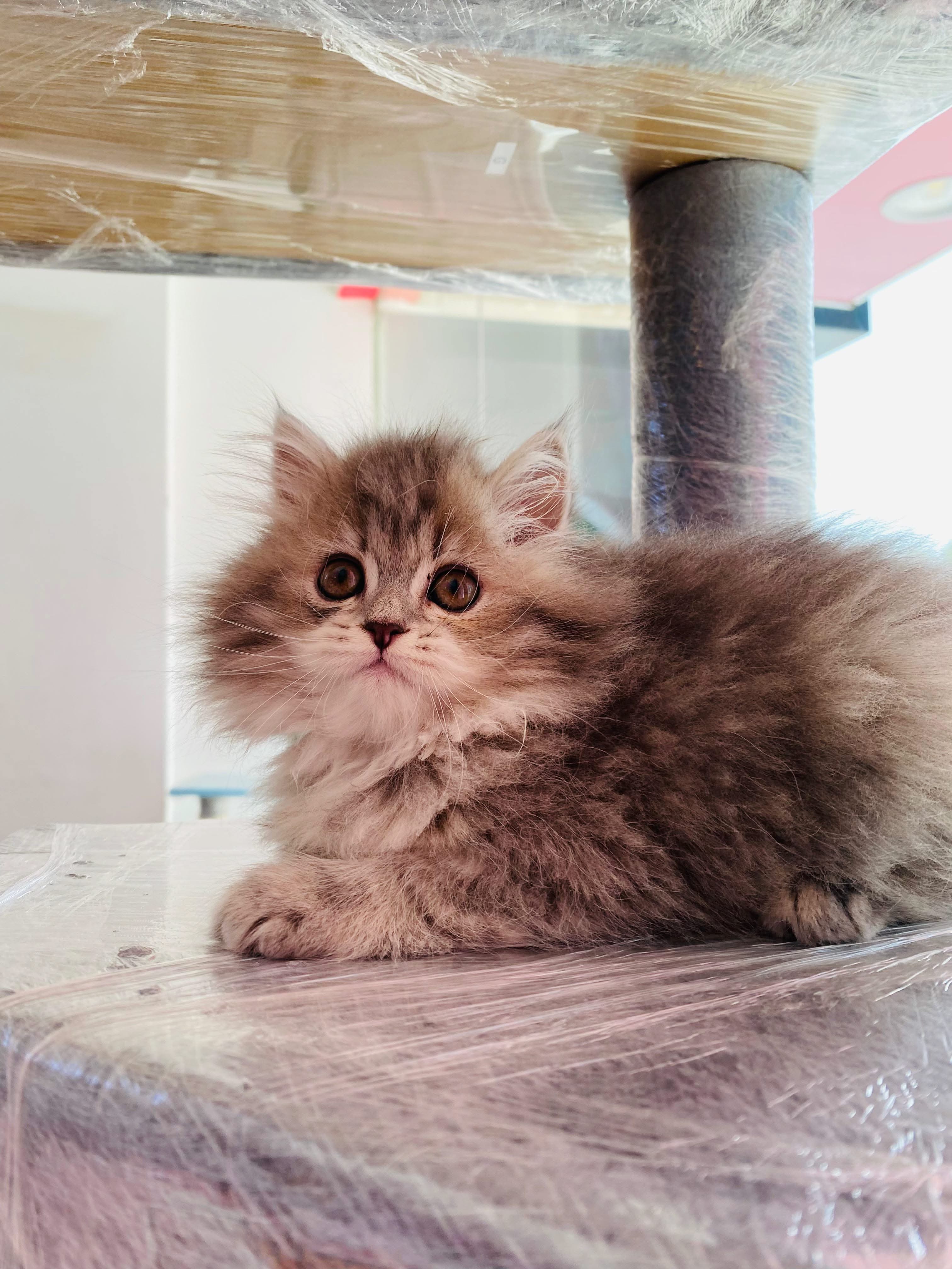 Siberian Kitten