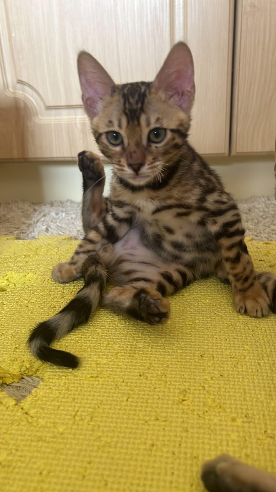 Bengal Kittens for Sale