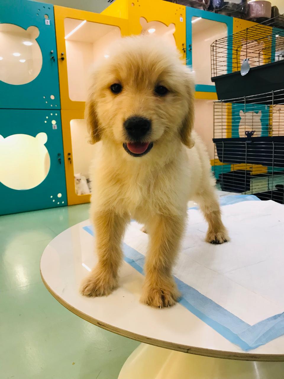 Golden Doodle Female Puppy
