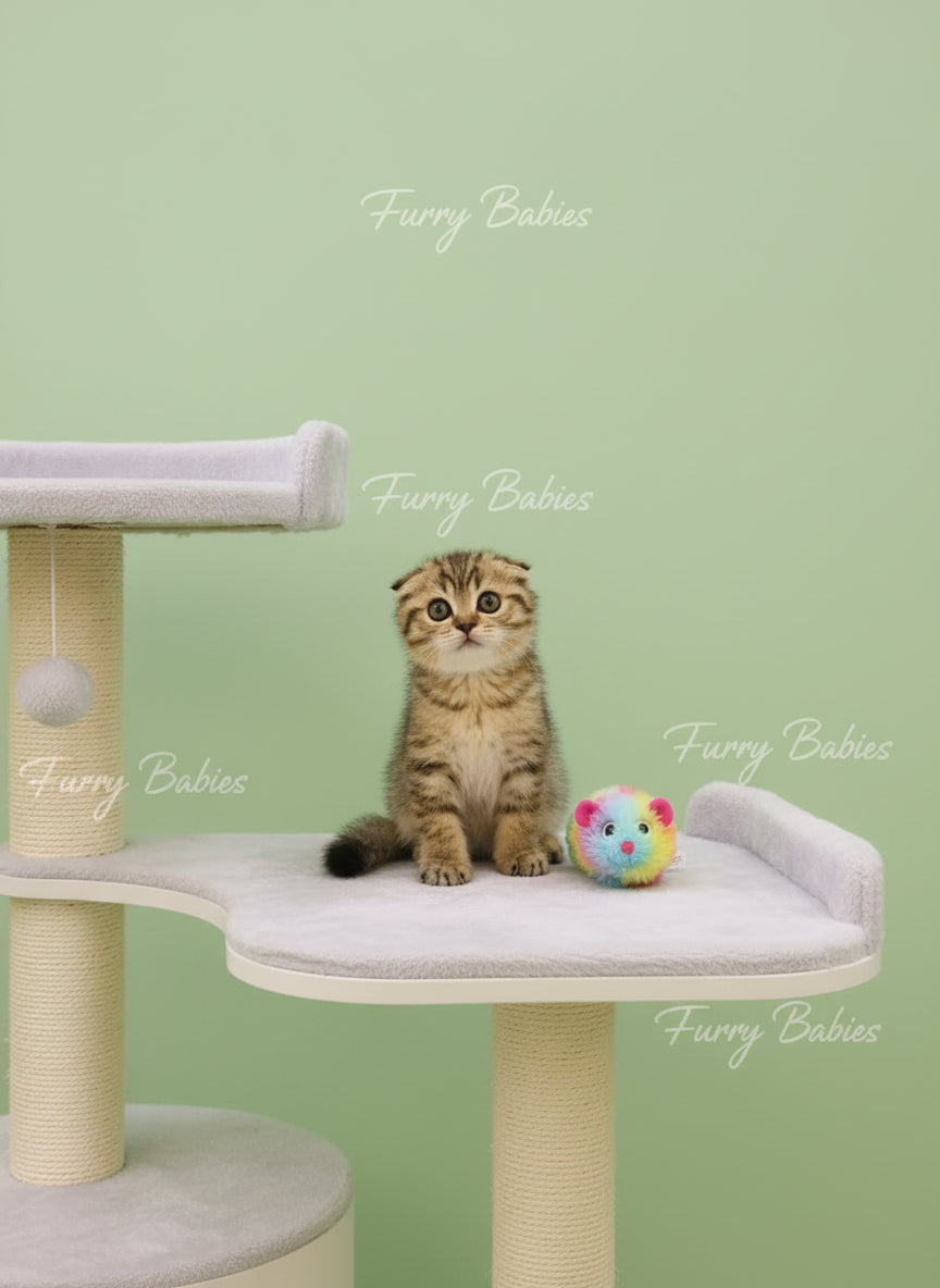 Scottish Fold Male Kitten
