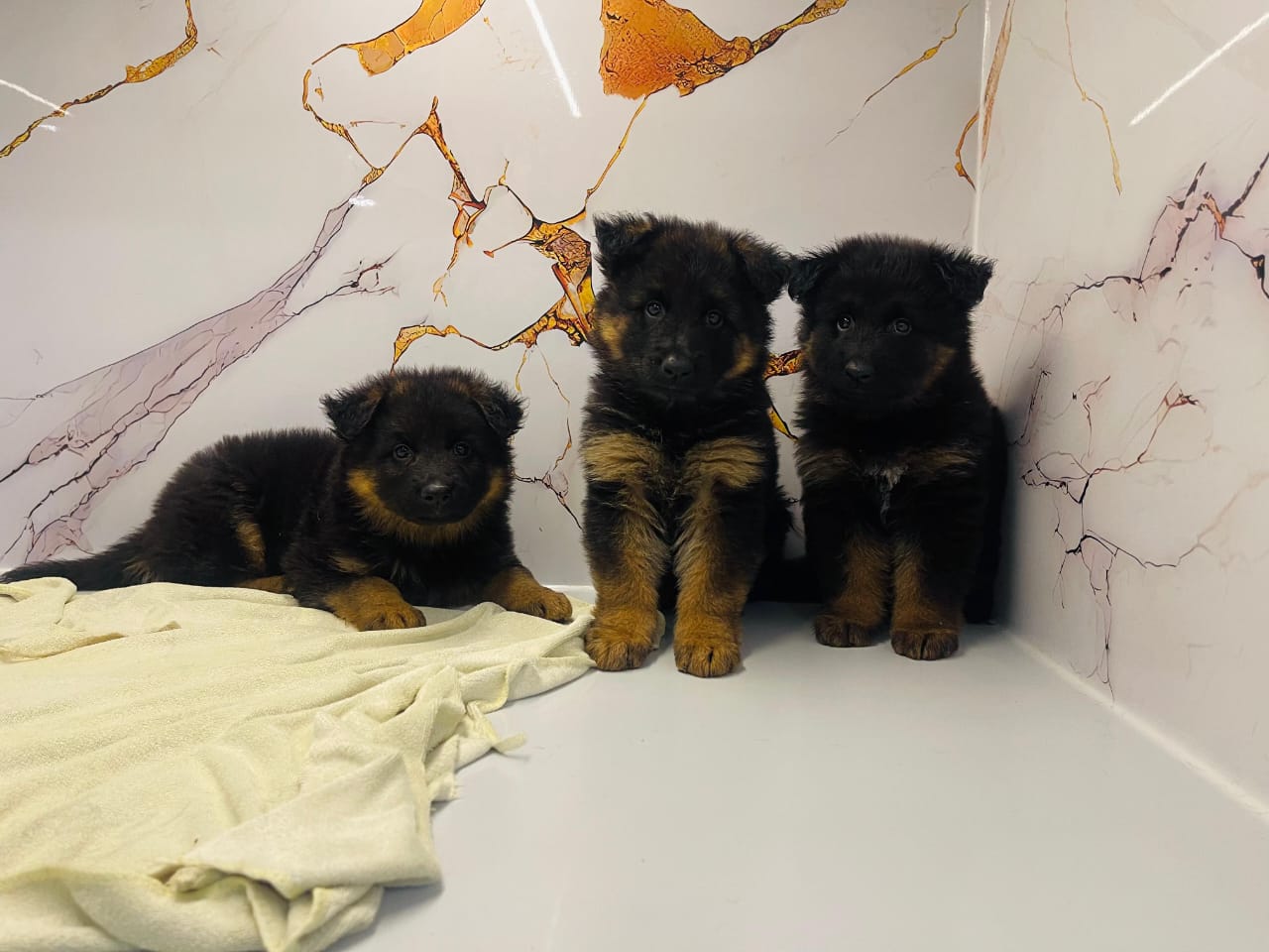 German Shepard Puppy