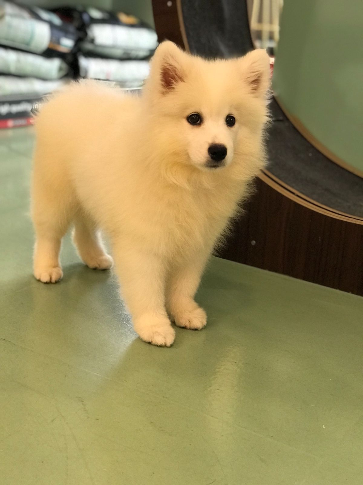 Samoyed Female Puppy