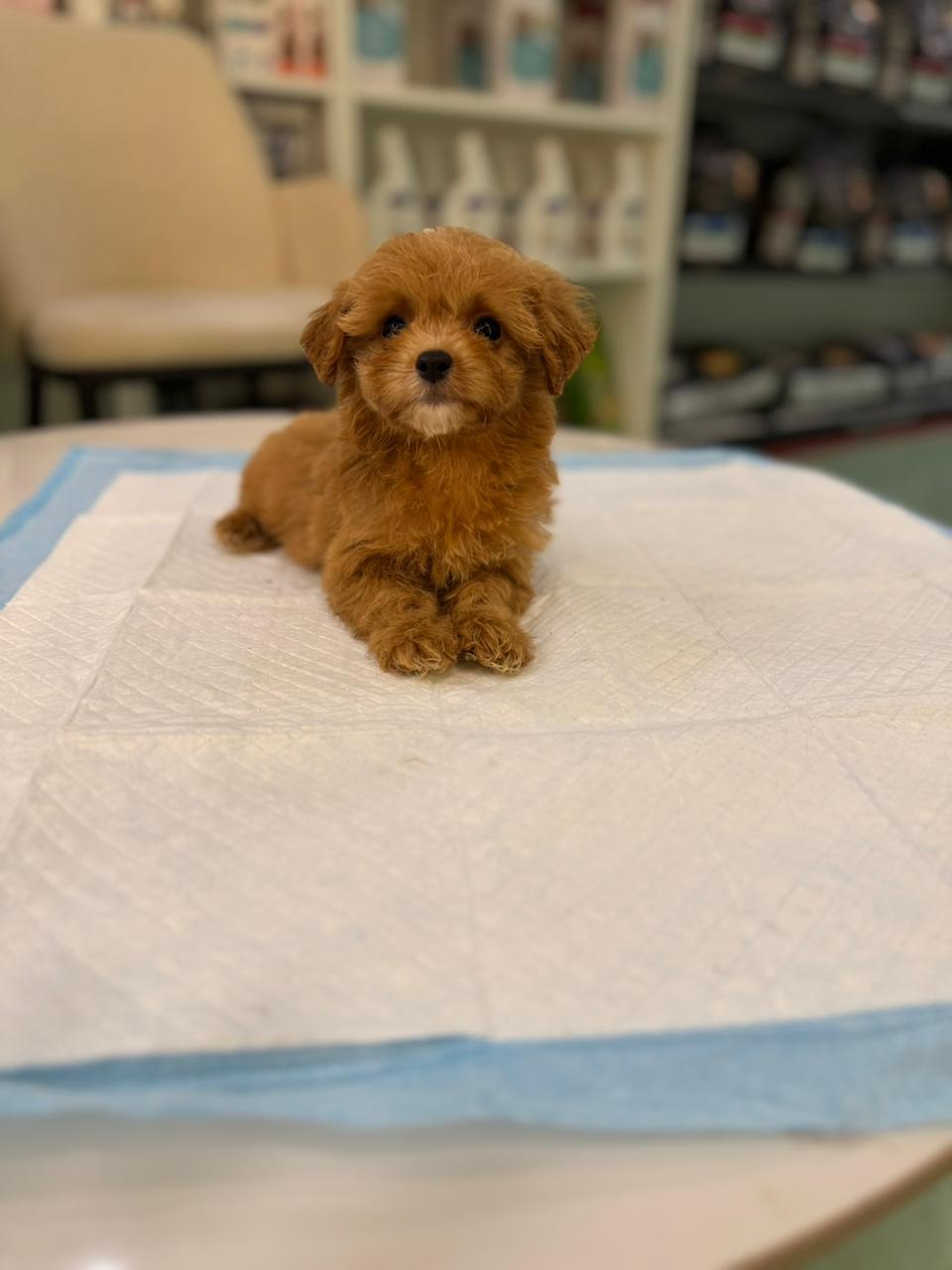 Maltipoo Puppies