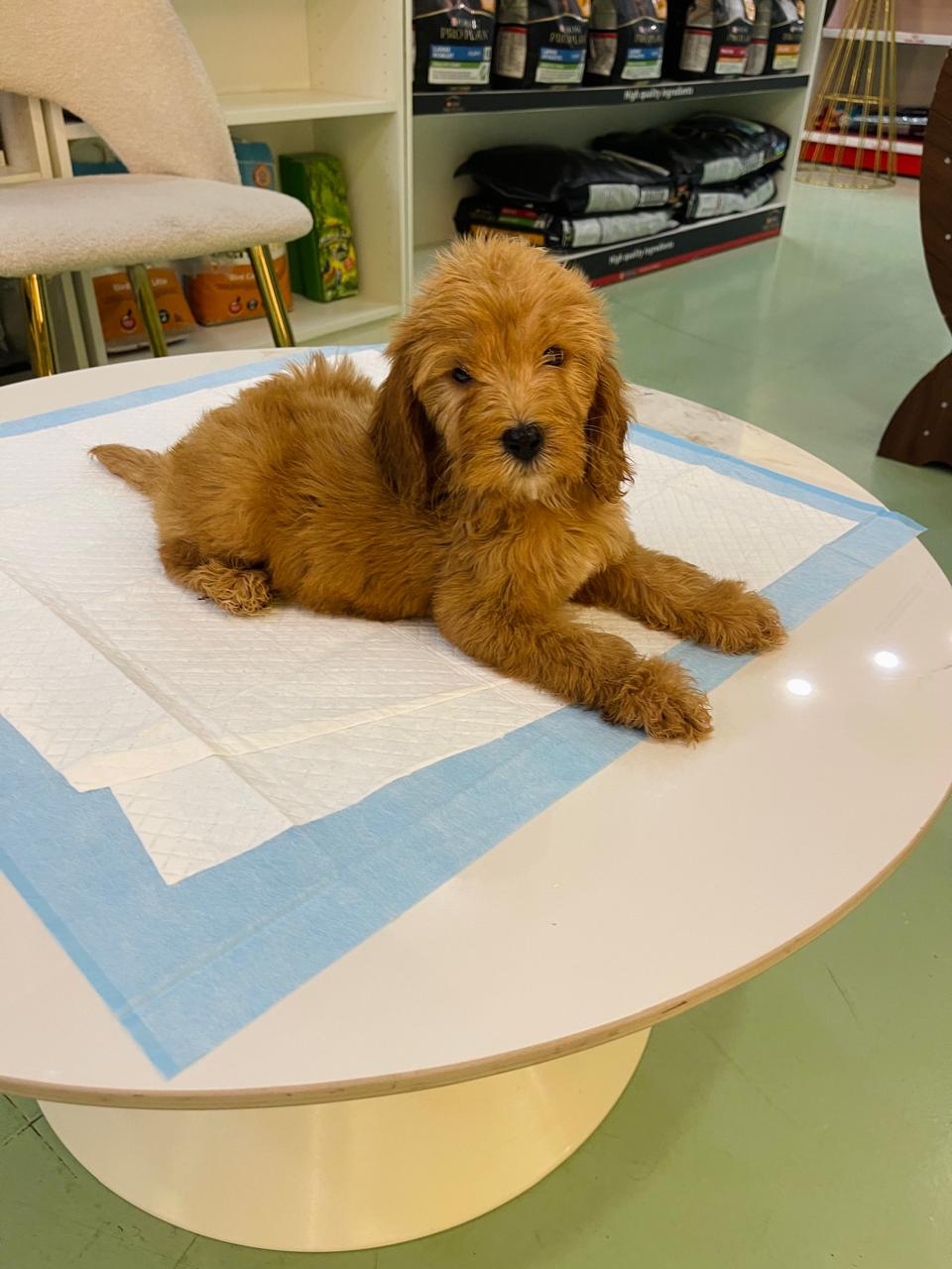Golden Doodle Male Puppy